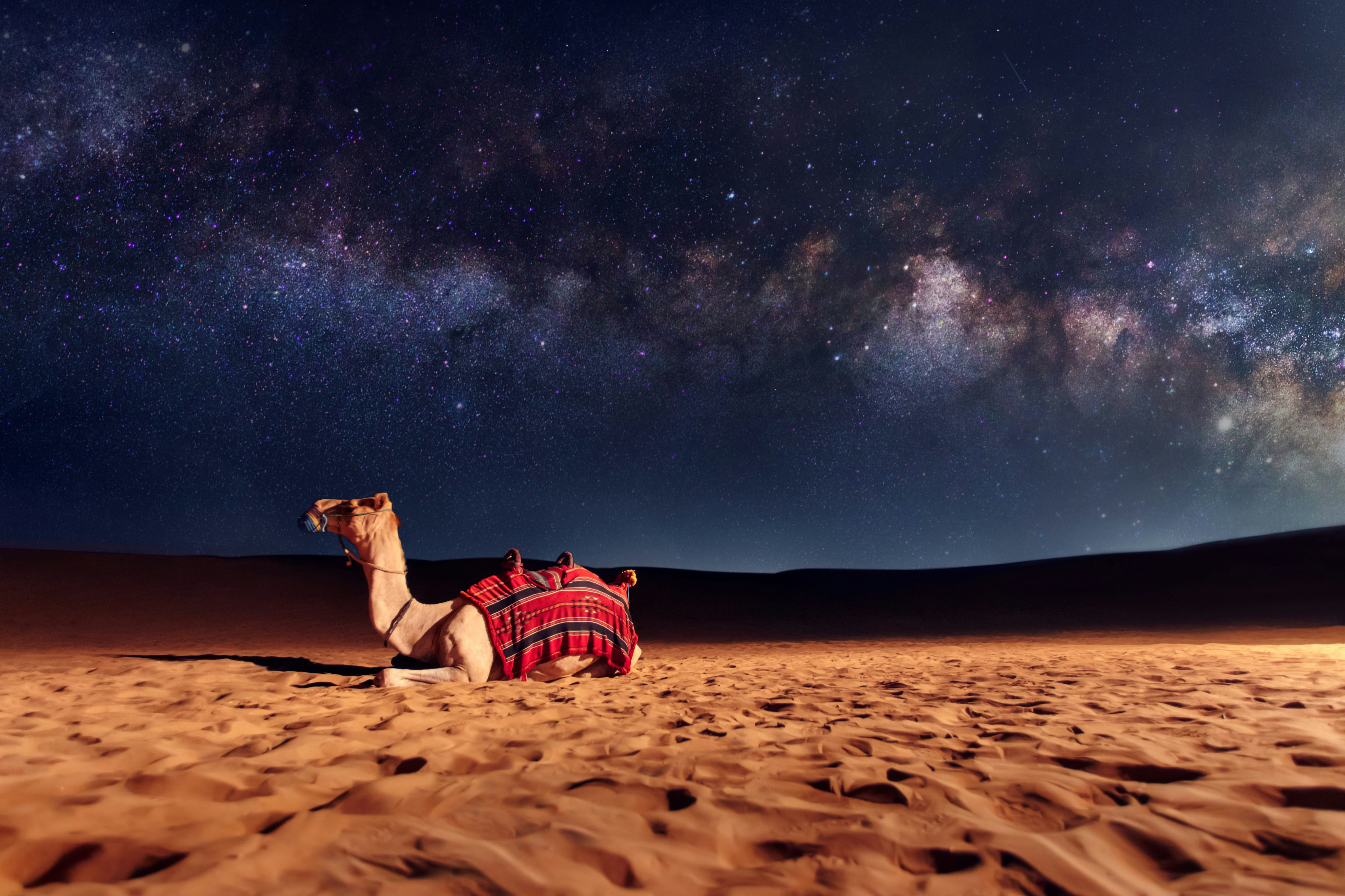 Camel lying on desert sand dunes at night with the Milky Way galaxy in the sky.