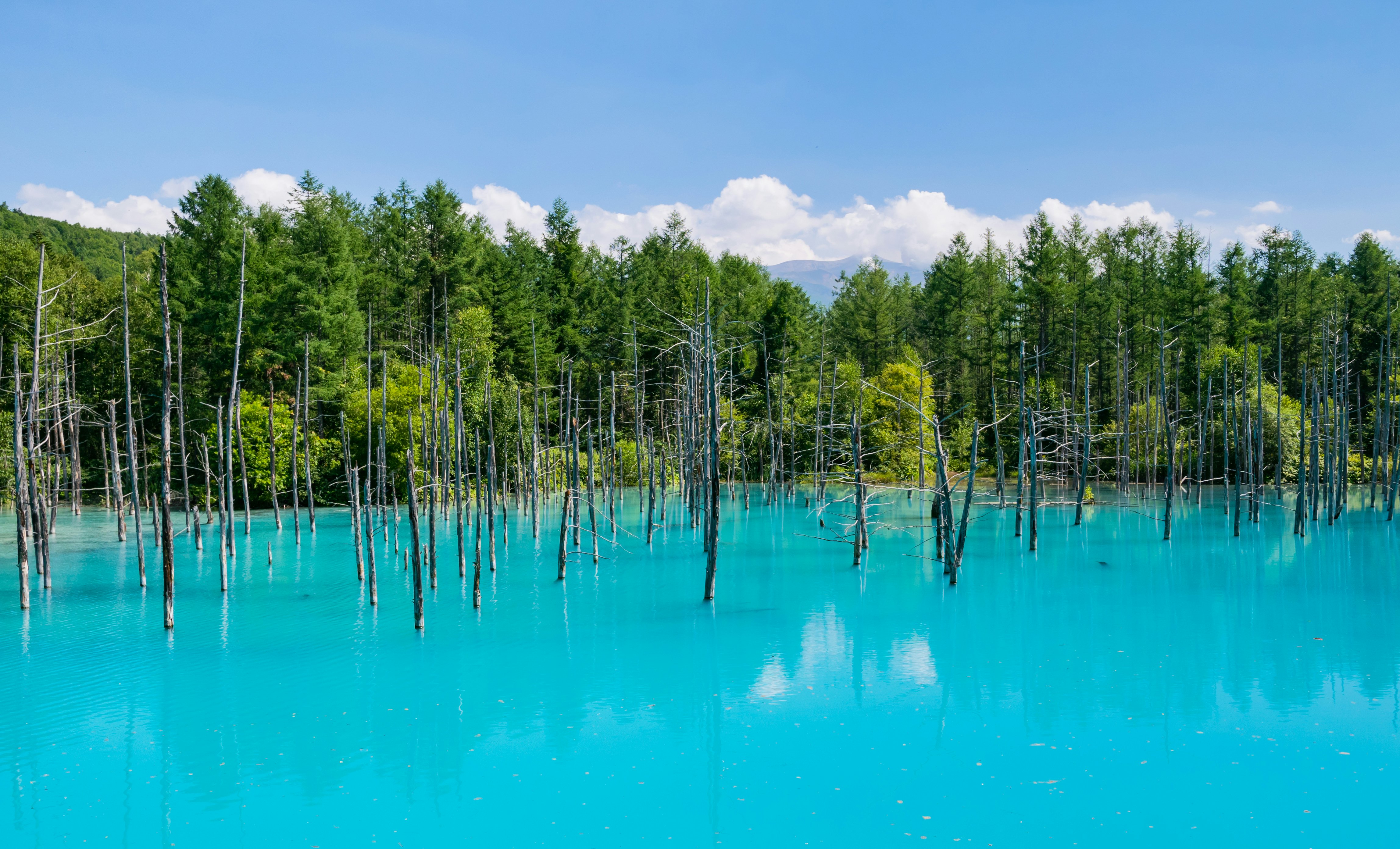 A bright turquoise pond surrounded by woodland. Somem leaf-less trees stand tall within the water.