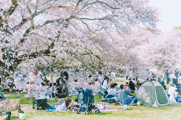 A guide to traveling to Japan with kids