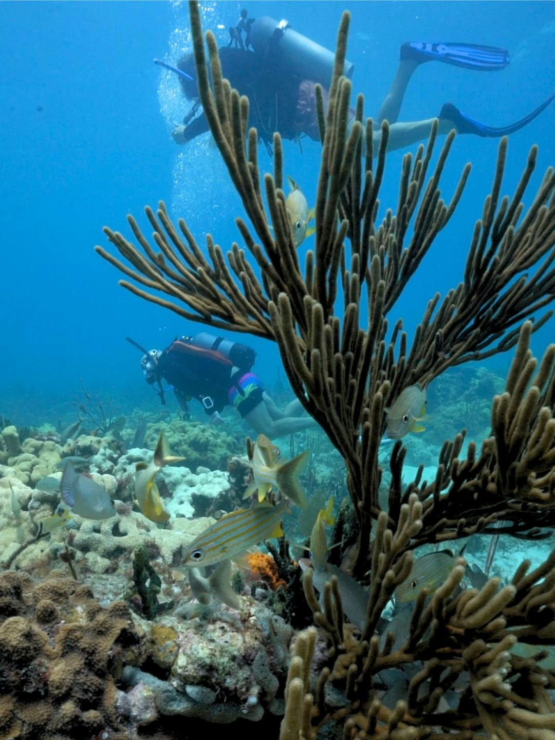Two men scuba diving in front of a reef full of yellow fish.
