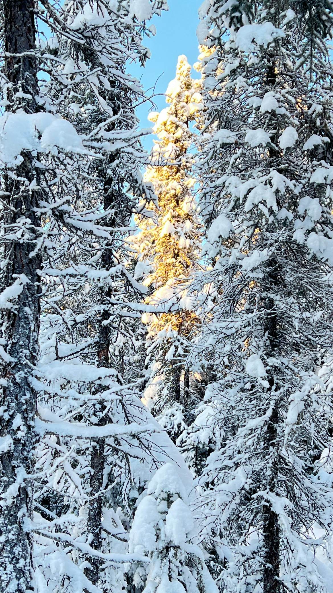 Snow-covered evergreen trees in Fairbanks, Alaska, illuminated by winter sunlight.