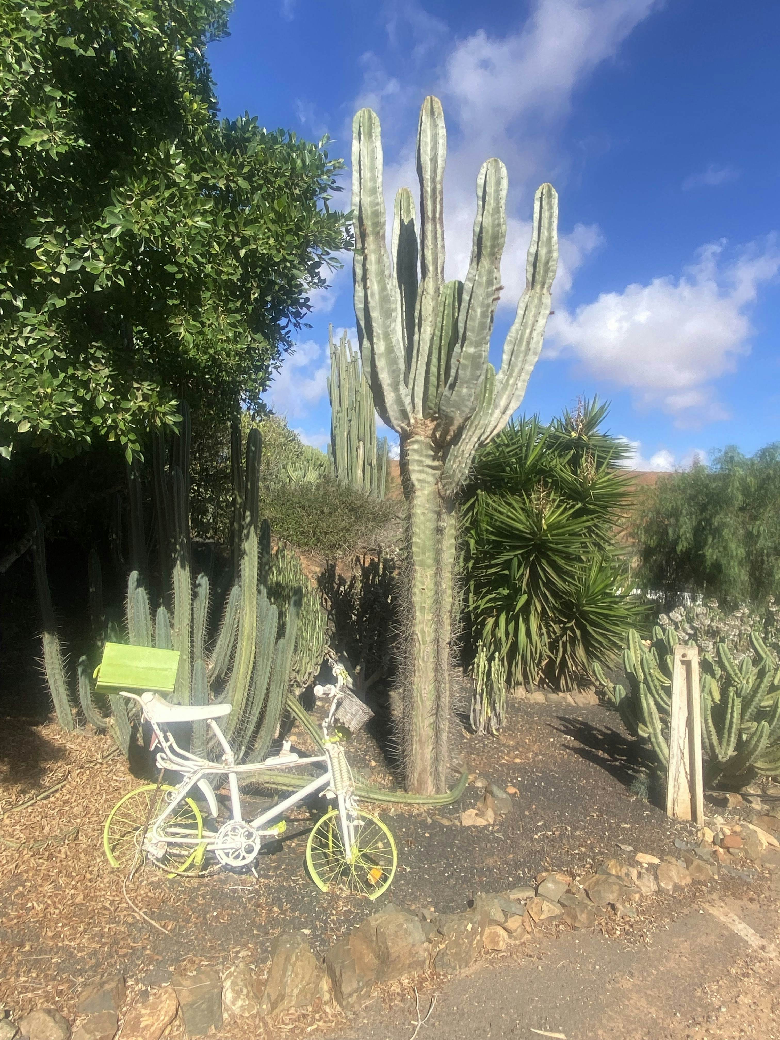 Aloe Vera Farm in Fuerteventura