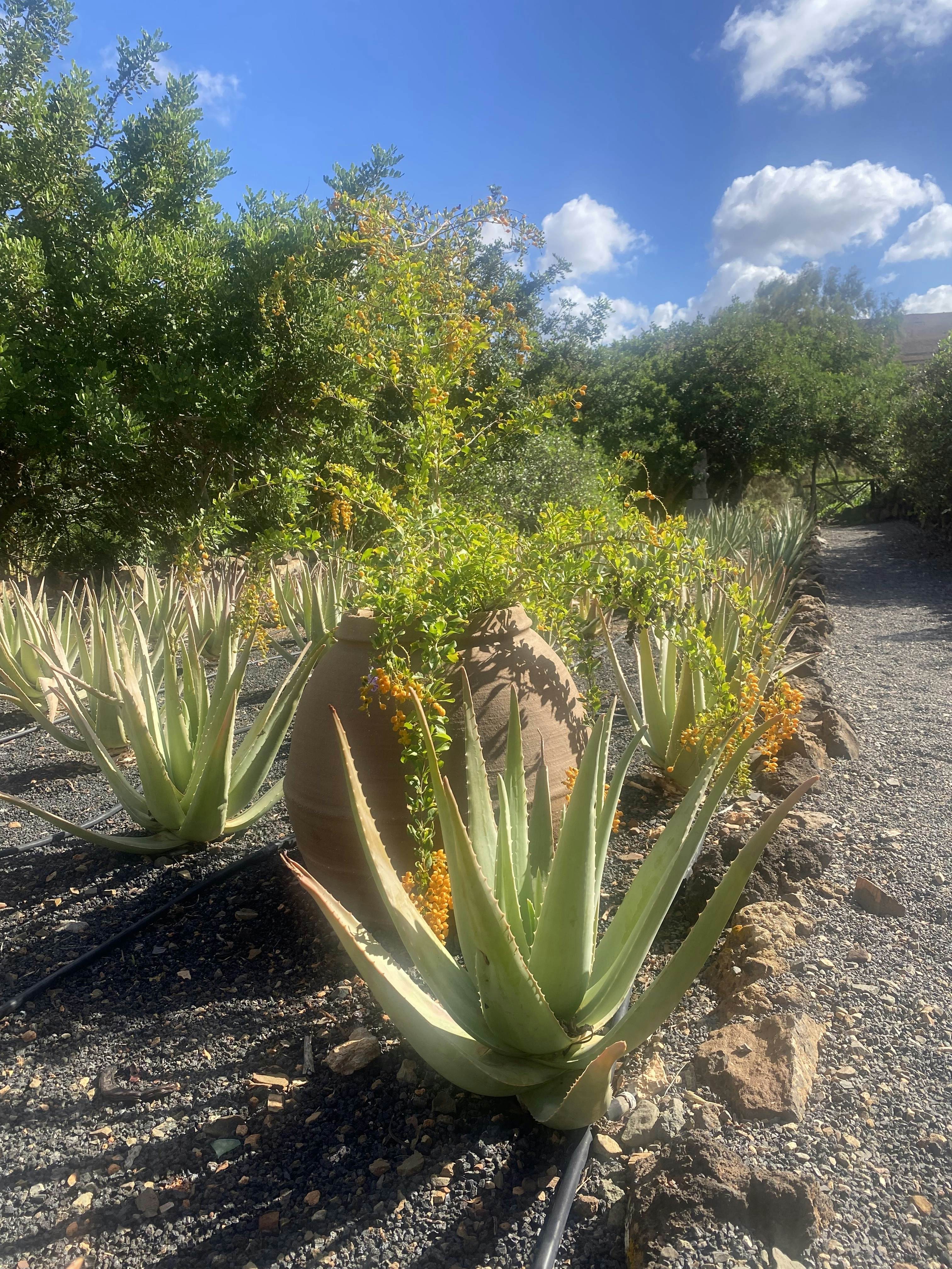 Aloe Vera Plant in Fuerteventura