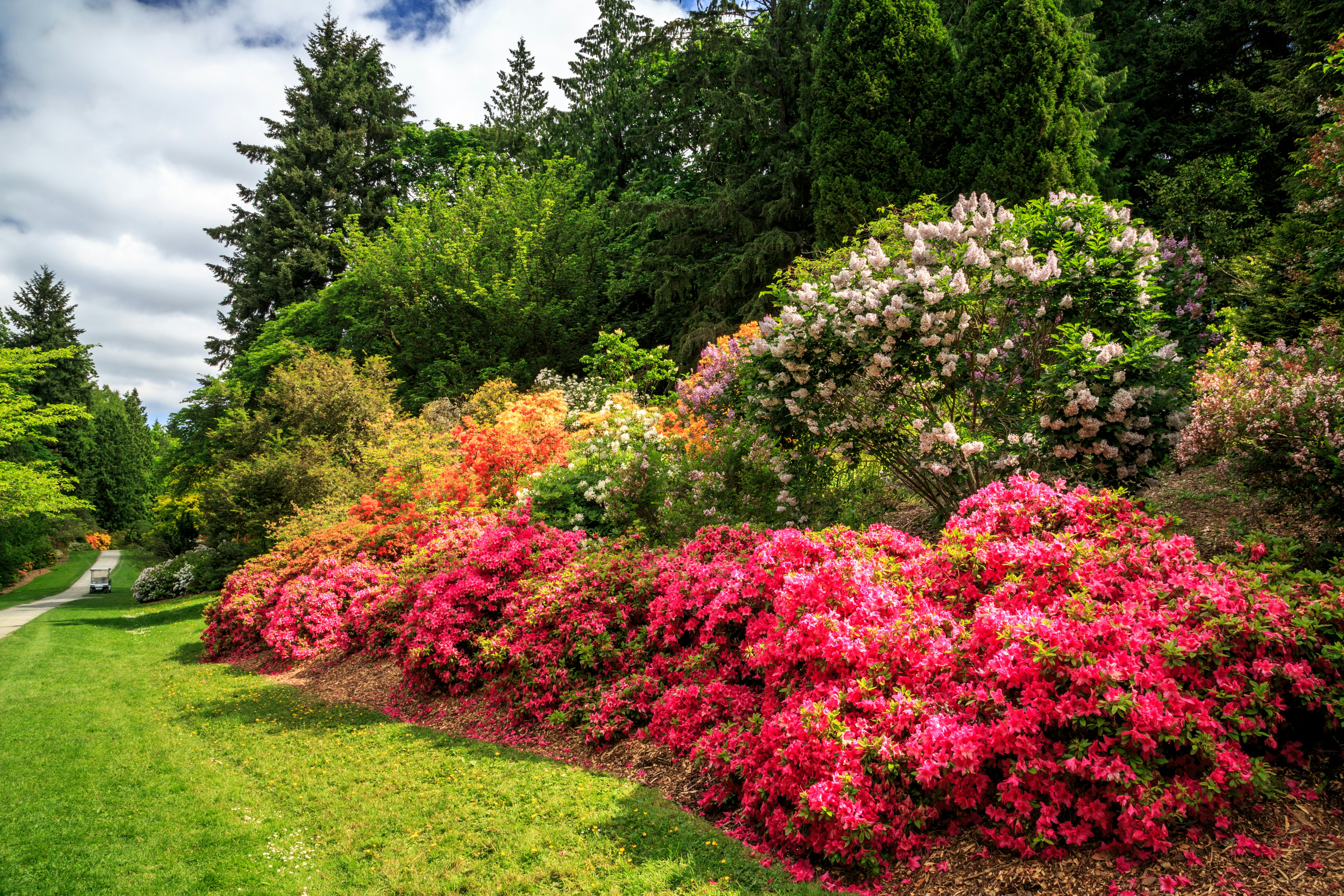 Bright pink flowers among greenery and trees