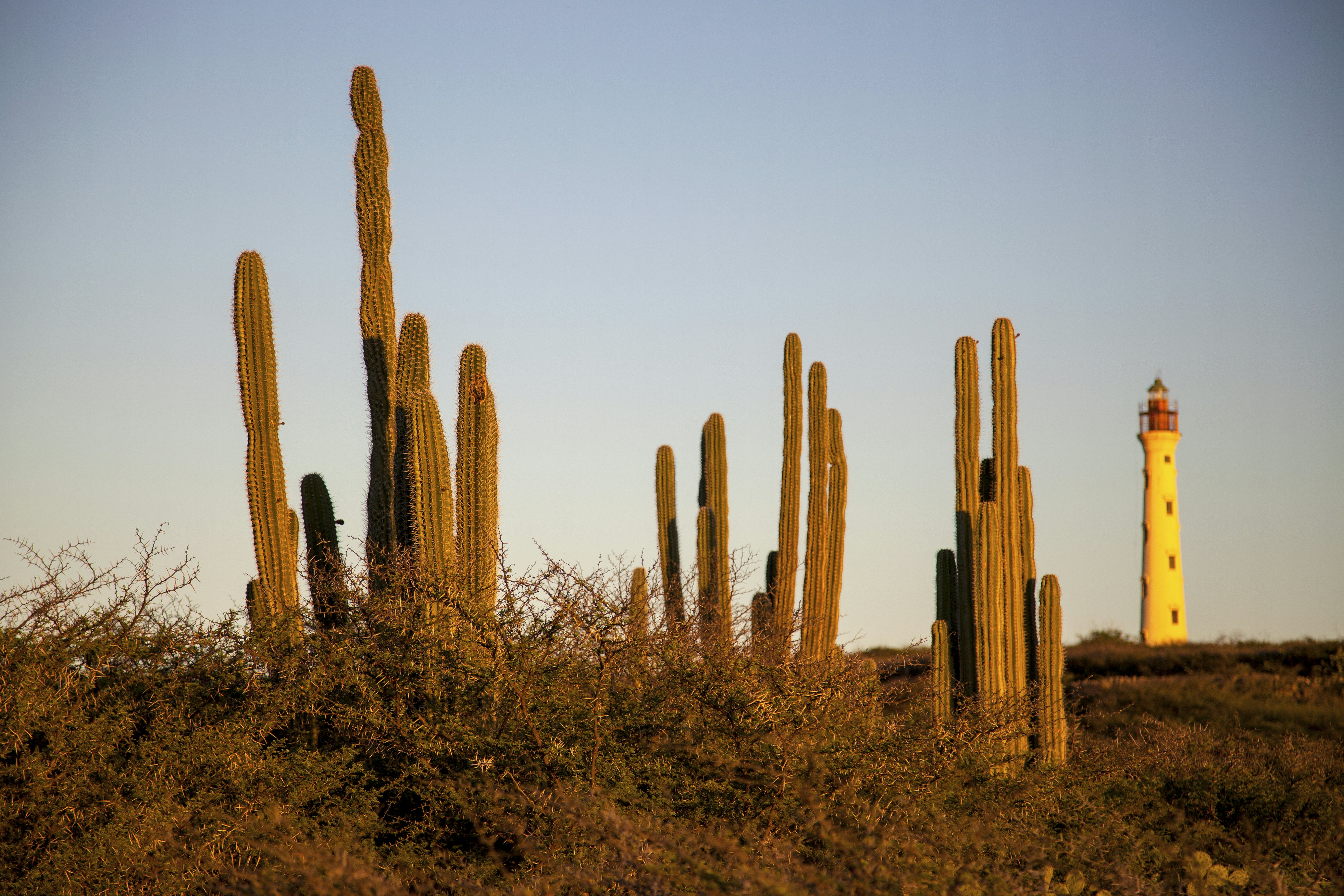 A tall white lighthouse in Aruba is cast in the golden light of sunset in the background, with tall skinny cacti in the foreground.