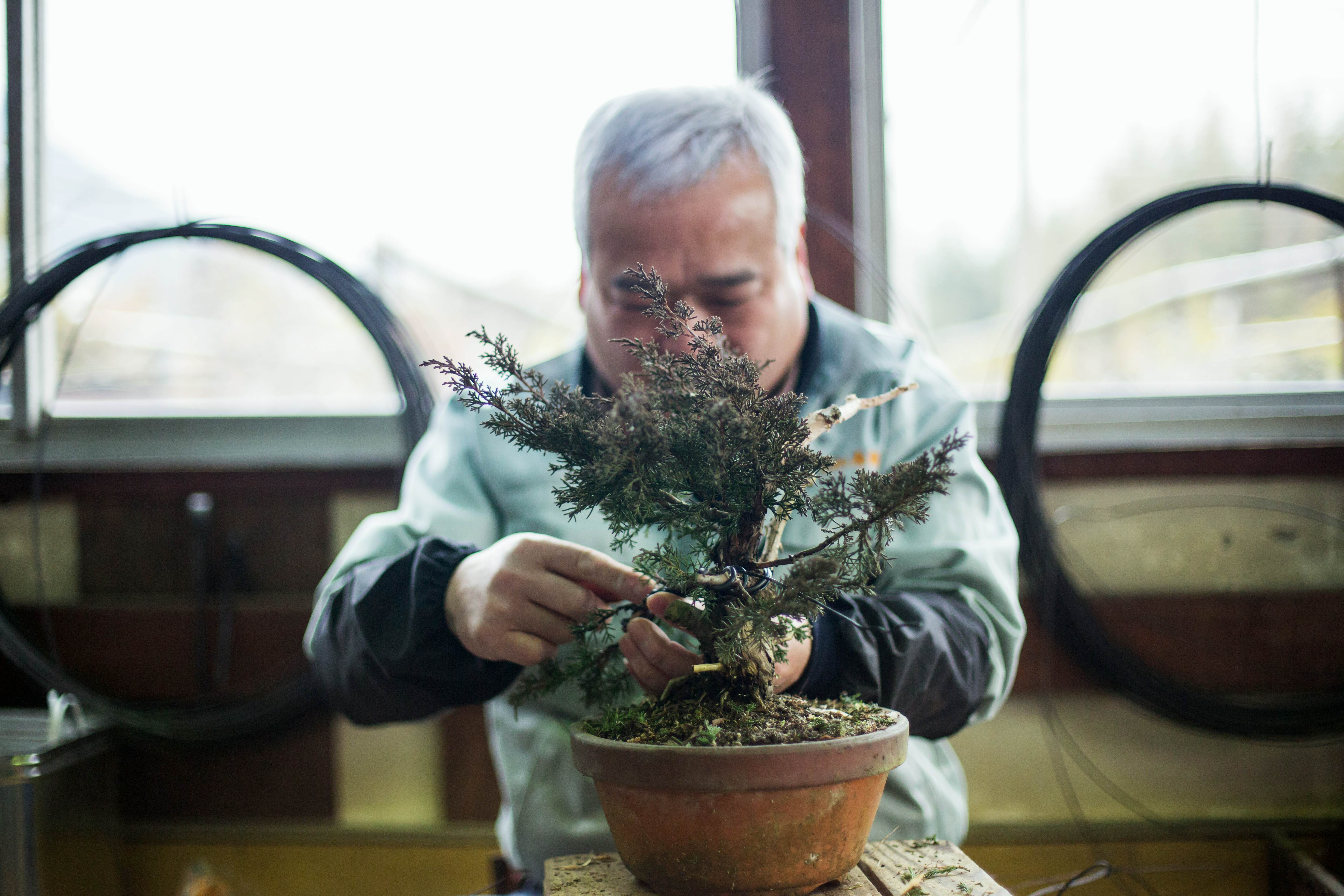 GettyImages-930448674.jpg
An artisan pruning and shaping a bonsai tree