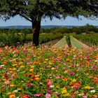 Field of colourful flowers at a vineyard in Texas Hill Country between Johnson City and Fredericksburg.
1072259192
Vineyard, USA, Day, Texas, Beauty In Nature, Gulf Coast States, Agricultural Field, No People, Red, Outdoors, Cultivated, Photography, Texas Hill Country, Flower, Horizontal, Zinnia