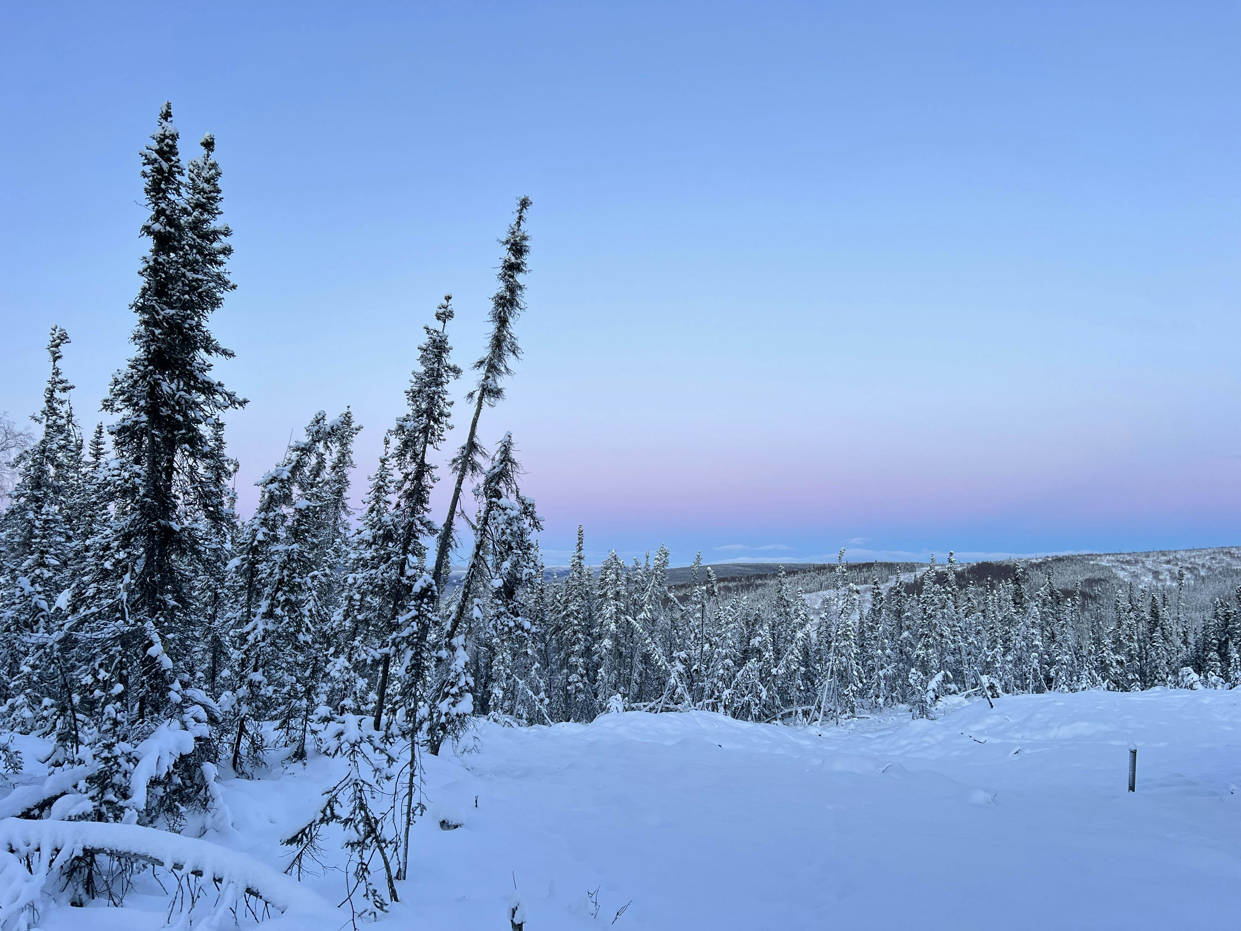 Pink sunrise over a snowy evergreen forest in Alaska.