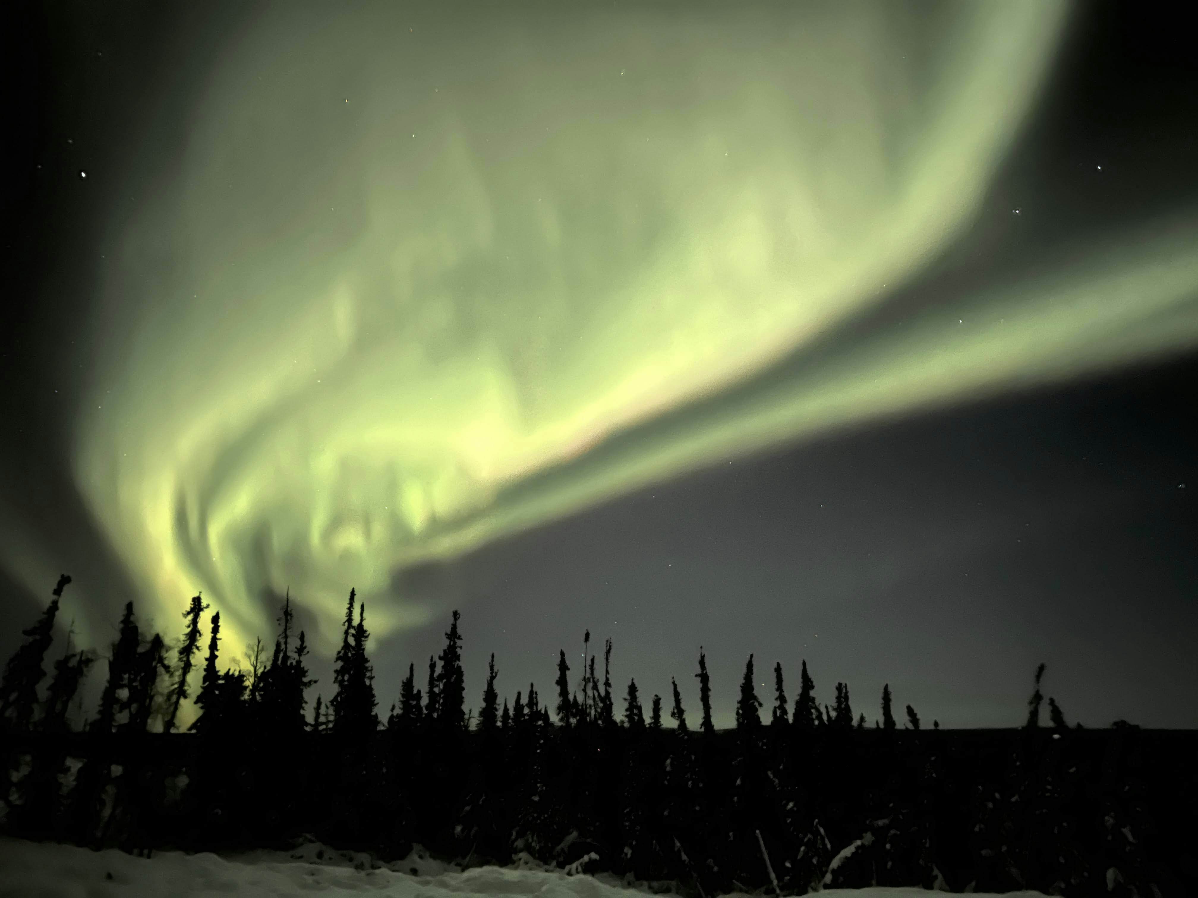 A large greenish yellow swirl of light against a dark sky in Fairbanks, Alaska; silhouettes of evergreen trees line the bottom of the frame.