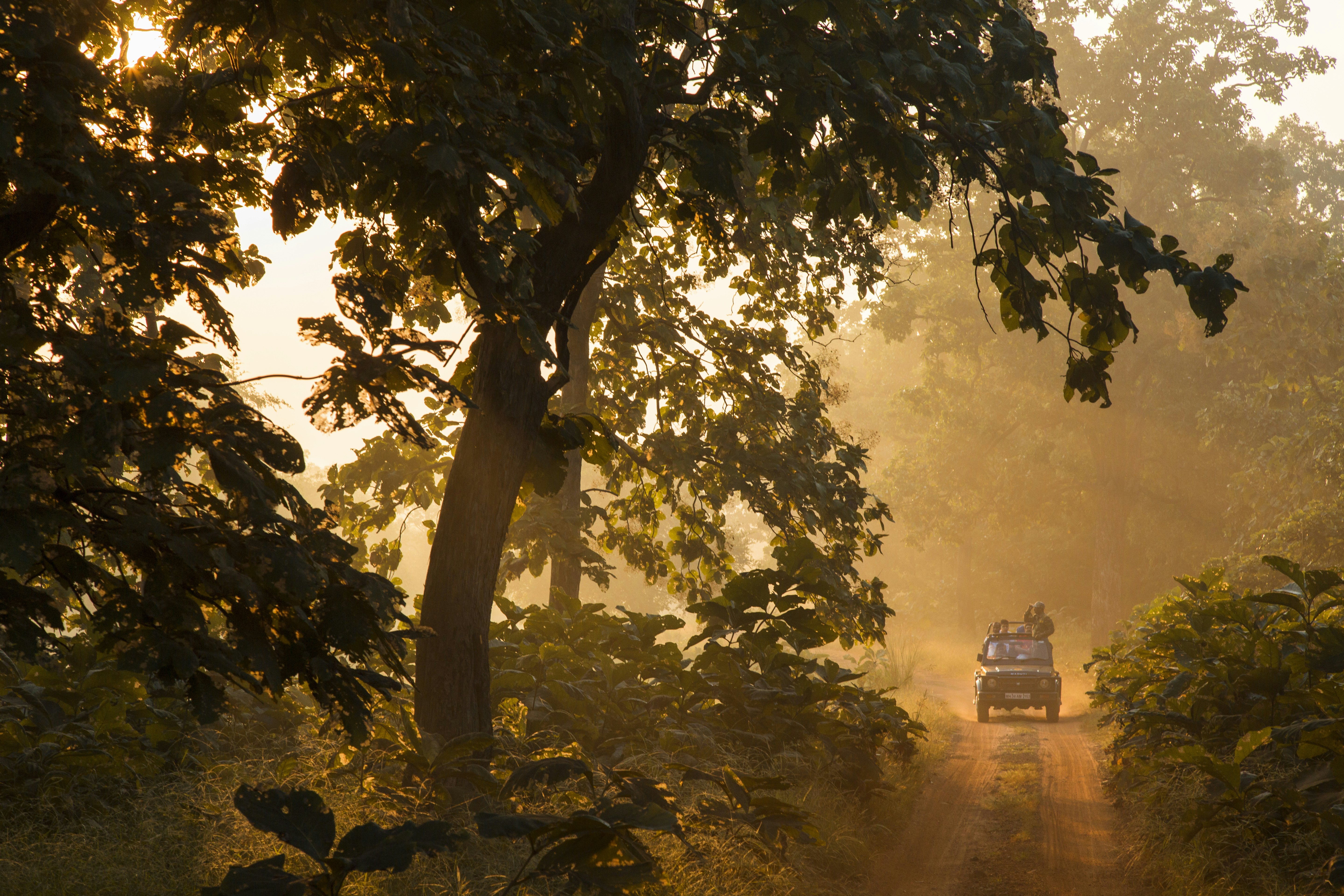 A laden four-wheel drive vehicle on a dirt track on safari. A lookout stands up using binoculars to look into the nearby trees.