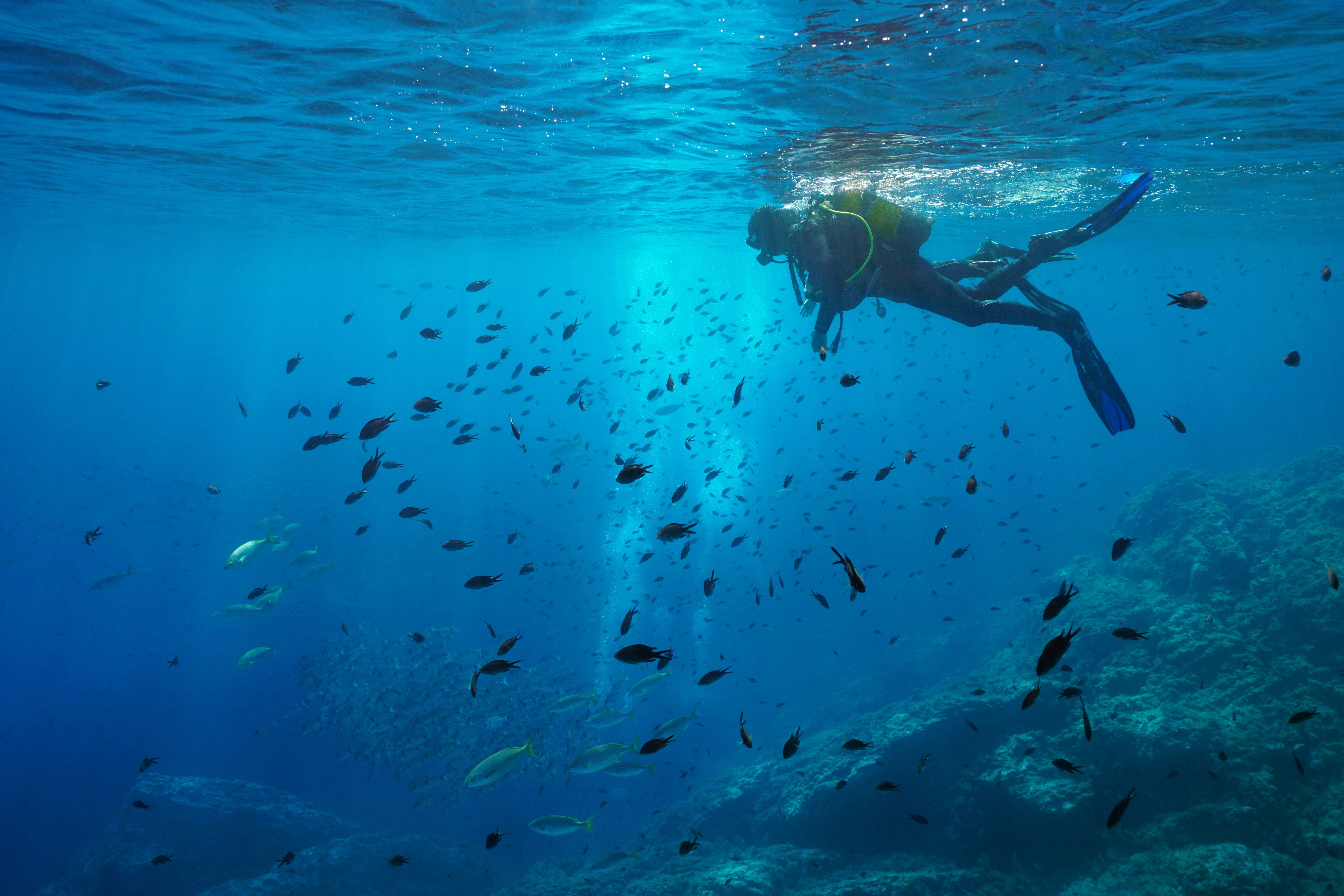 Scuba diver on water surface looking at shoal of fish underwater