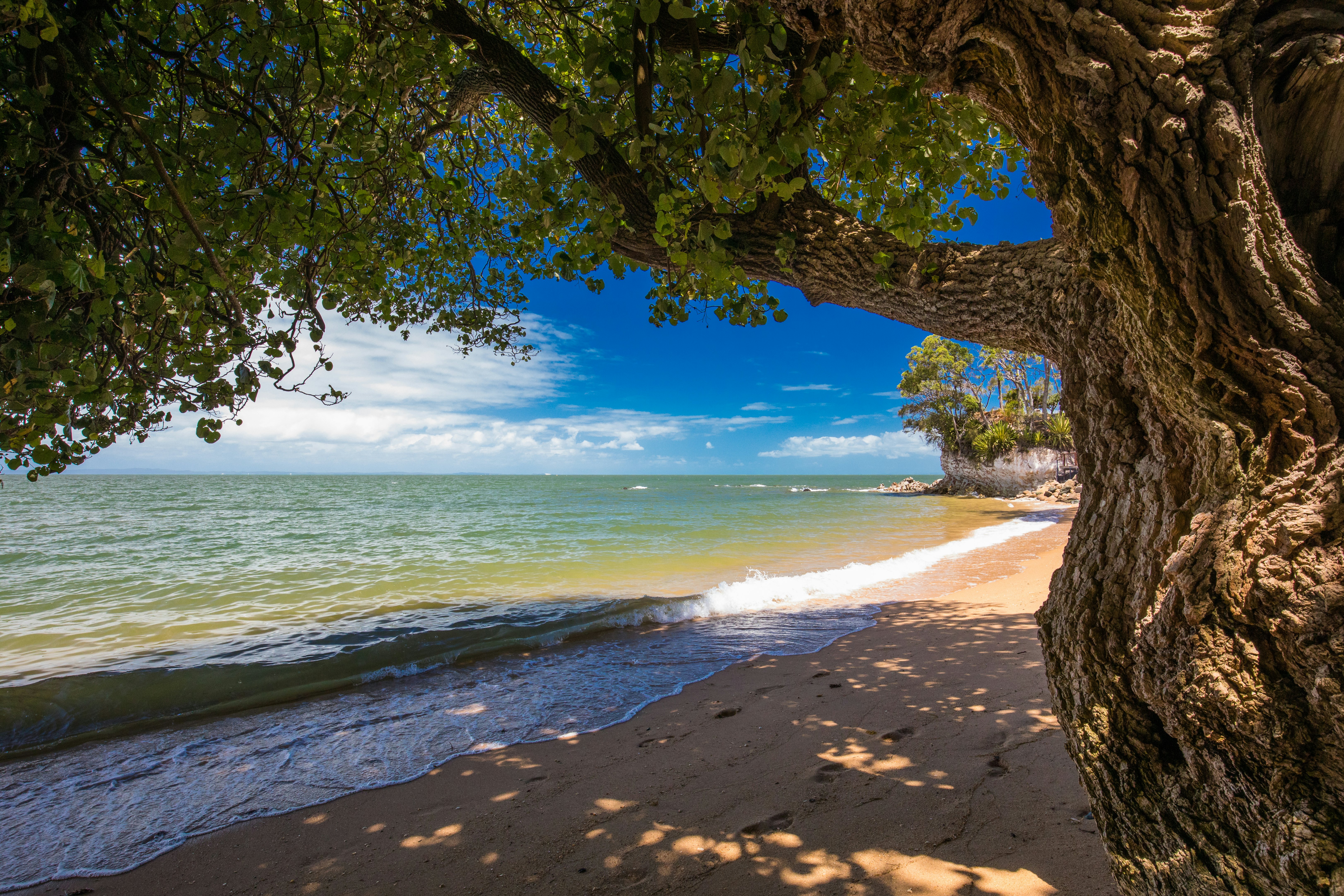 A reddish sandy beach with green ocean and blue sky beyond with a knarled, wide tree trunk in the foreground on a sunny day.