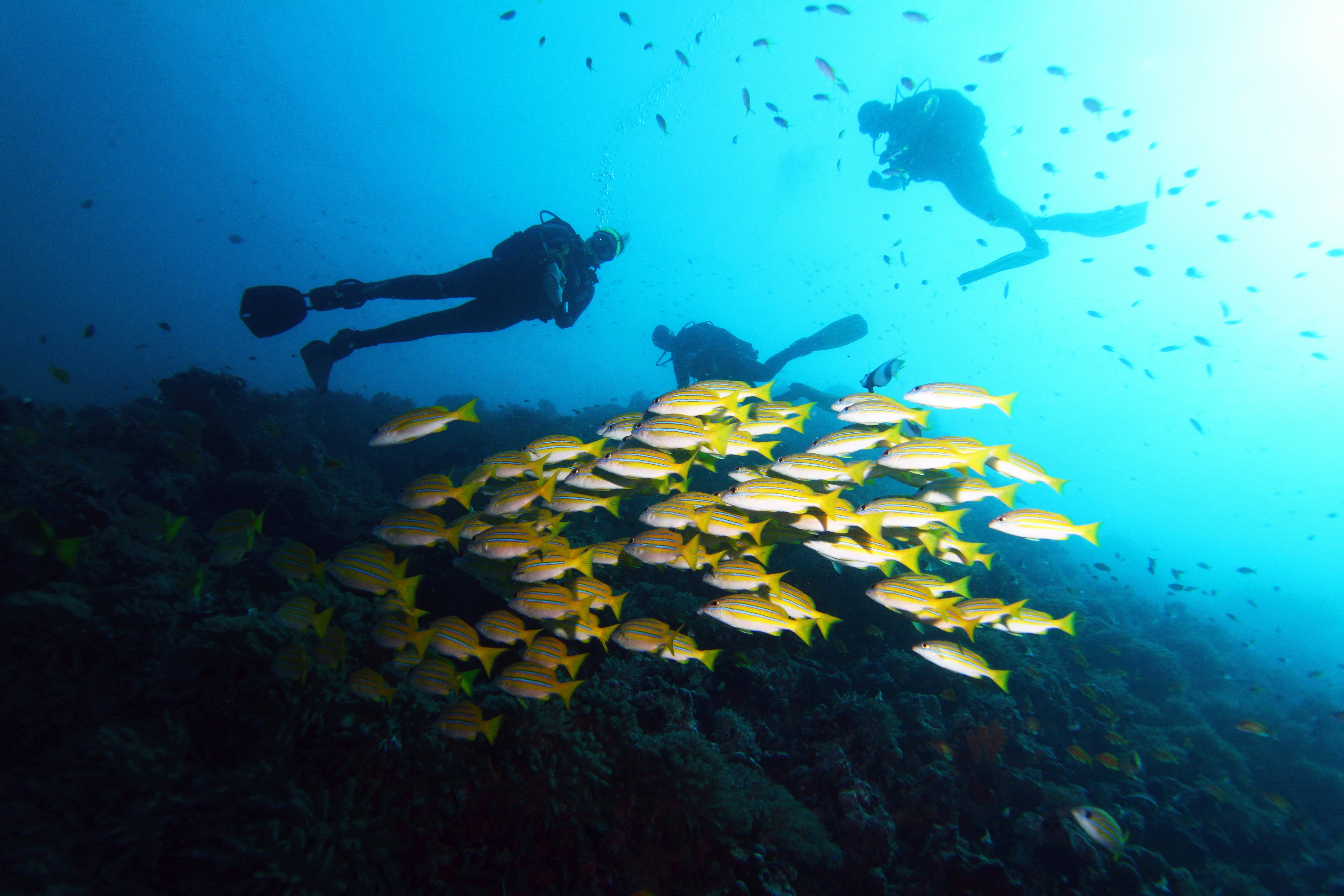 Three divers underwater in Zanzibar with a school of yellow and white fish
