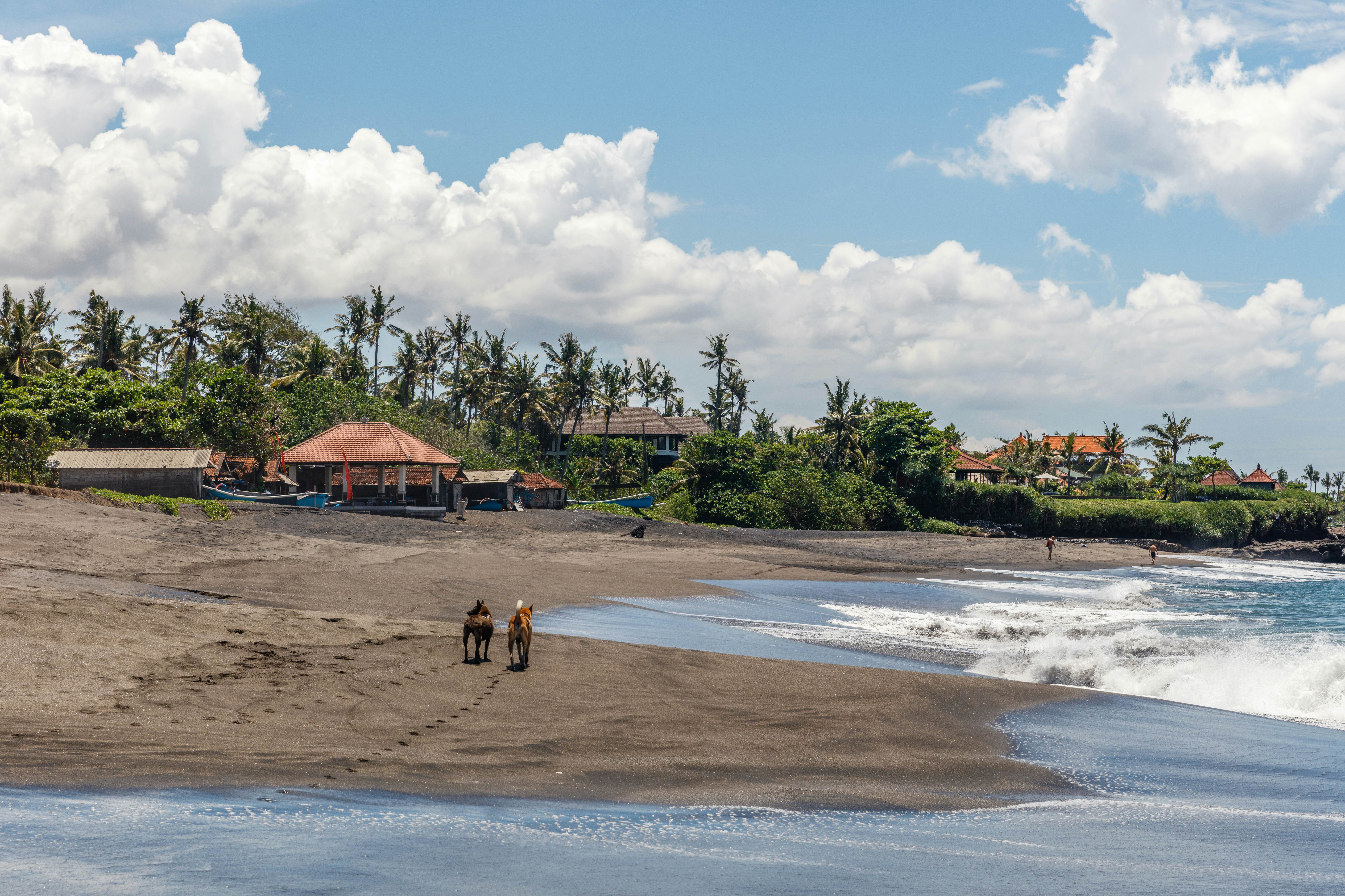 View of Pantai Seseh (Seseh beach), Bali, Indonesia. Volcanic black sand, ocean, waves. Two dogs walking along the waterline.   License Type: media  Download Time: 2024-03-14T08:44:11.000Z  User: mvm_lonelyplanet  Is Editorial: No  purchase_order:   