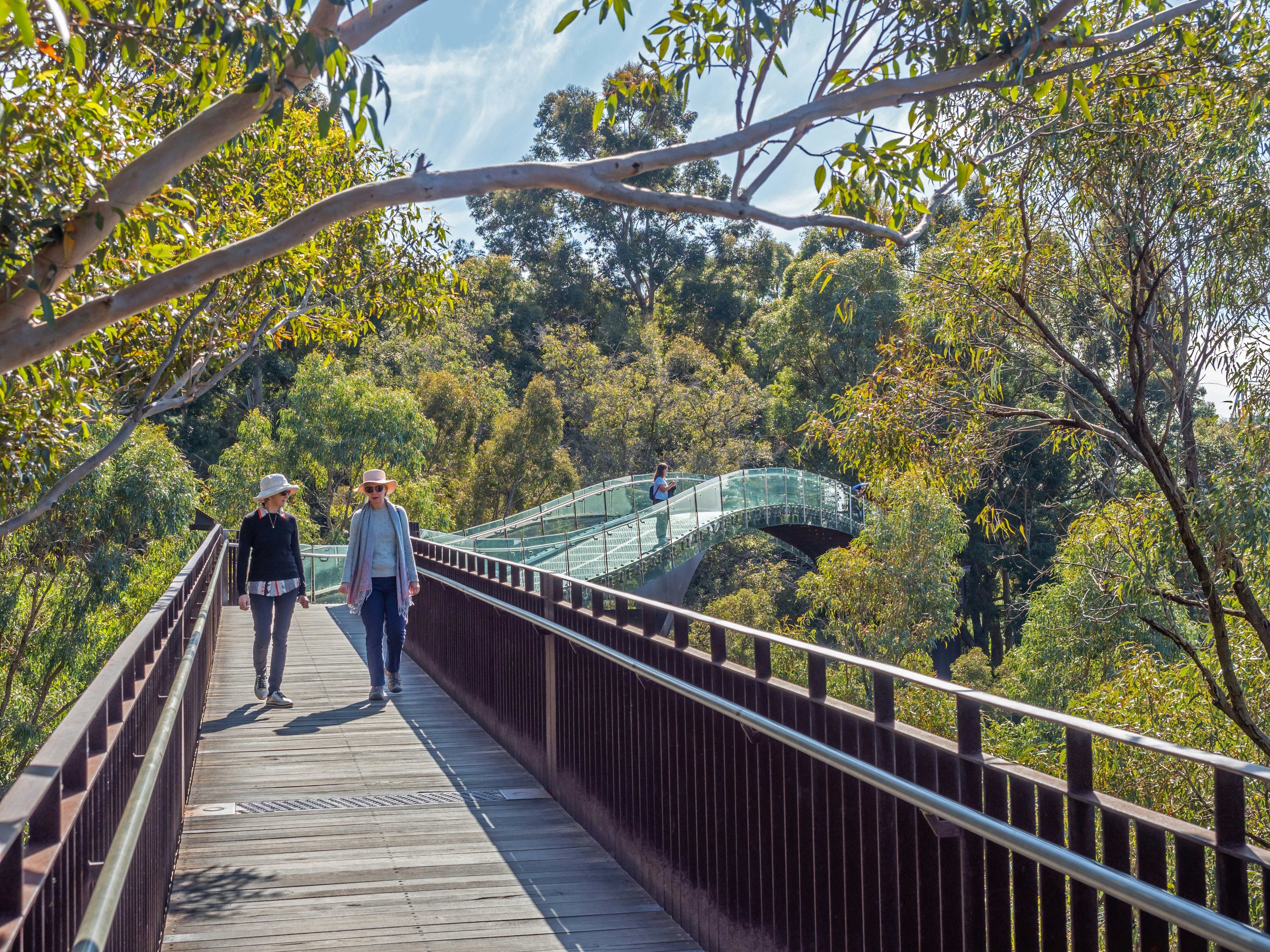Two women walk along a board walk that turns into a glass bridge at tree canopy level.