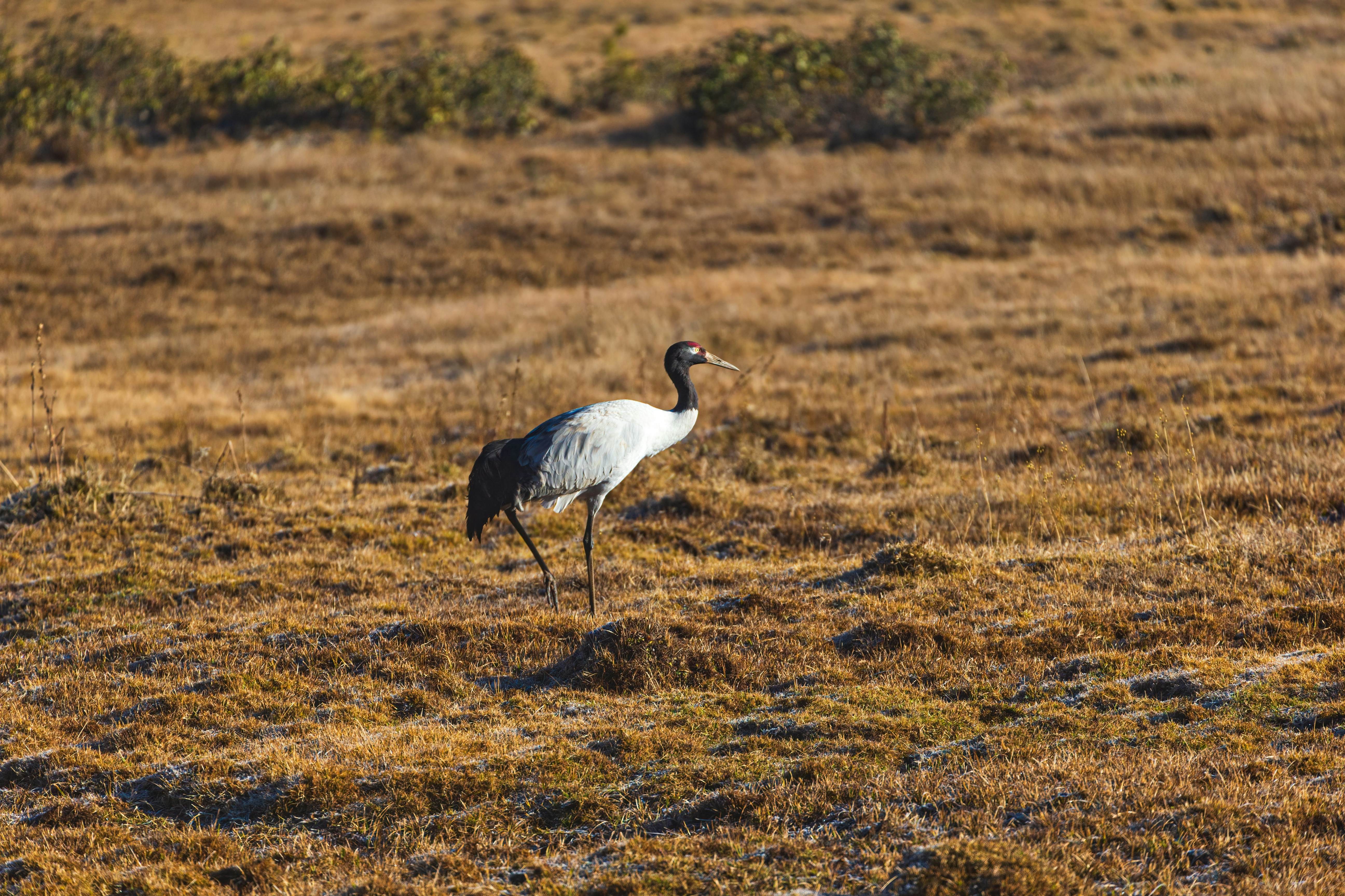 A black-necked crane in Phobjikha Valley, Bhutan. Framalicious/Shutterstock