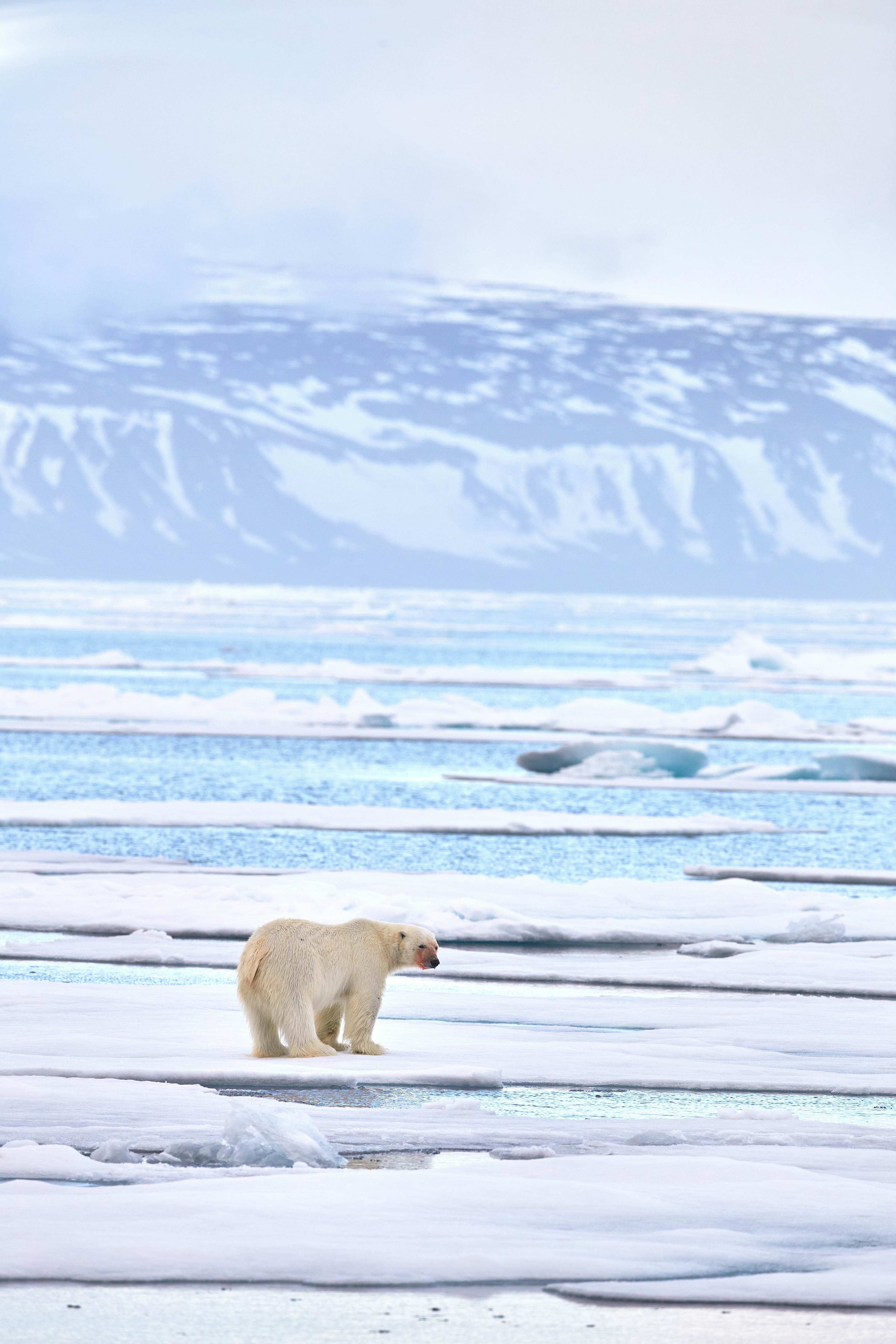 A polar bear on a piece of ice over water.