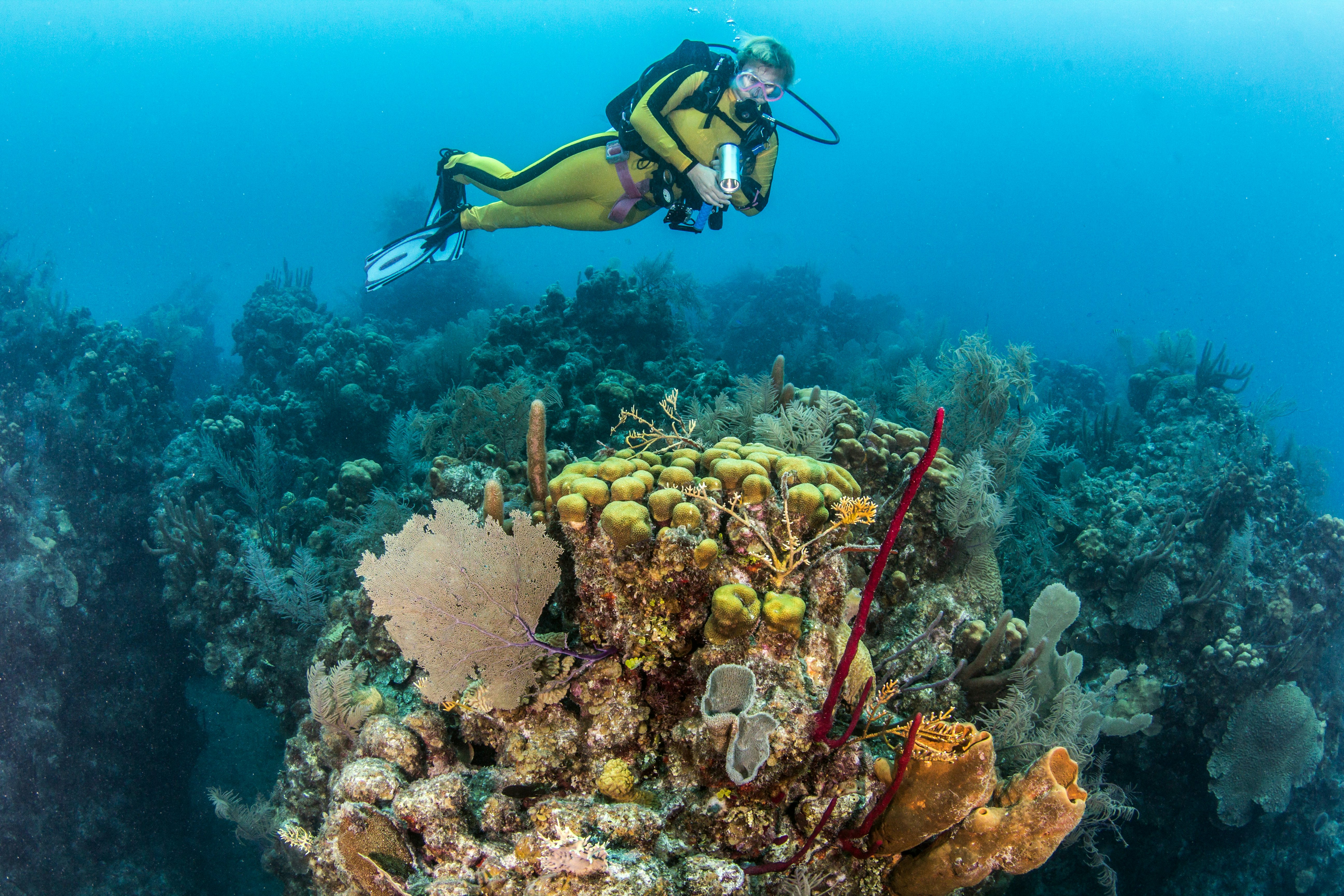 A scuba diver seen with colorful underwater life in Belize