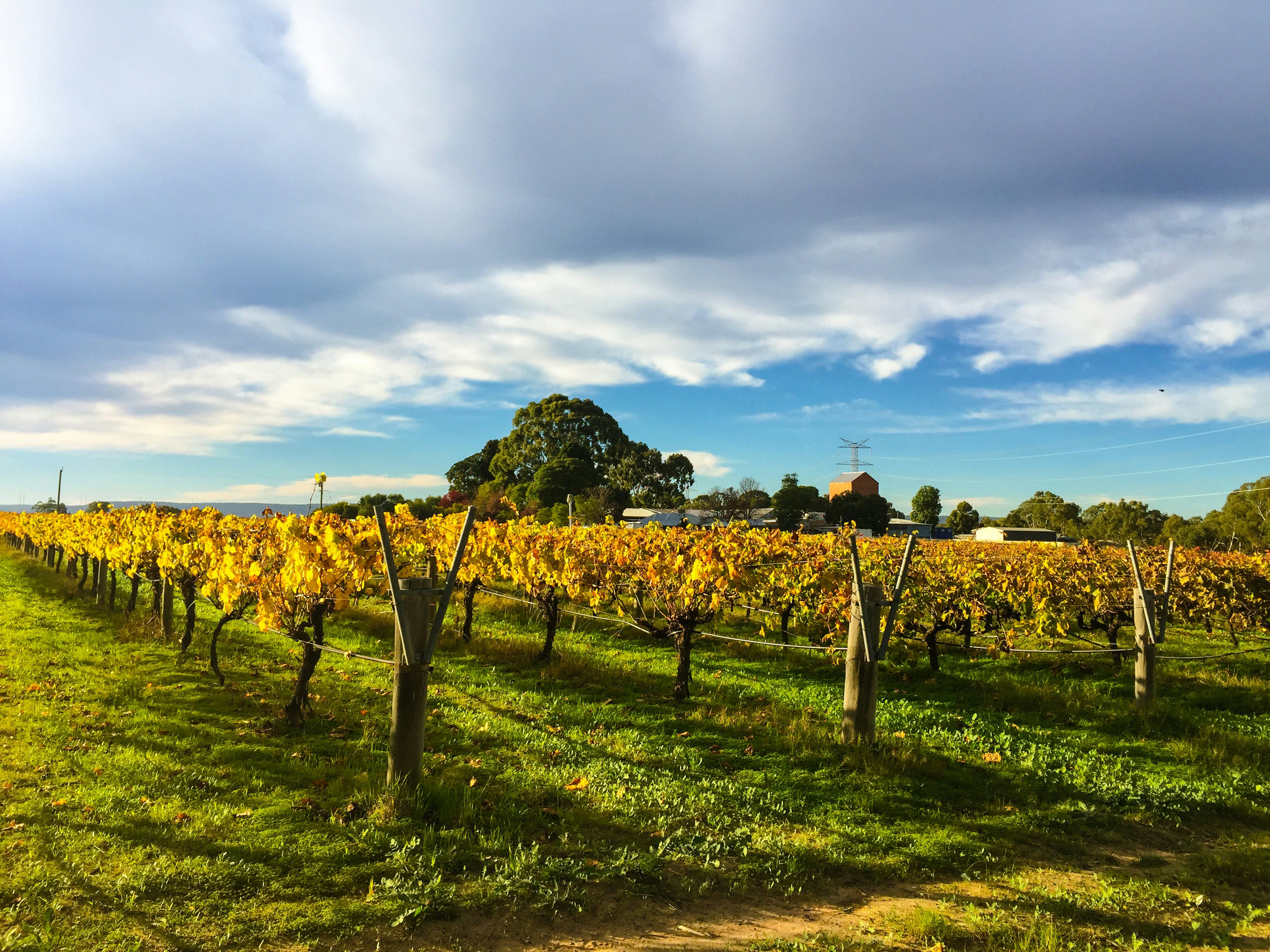 Rows of vines with leaves glowing yellow in the autumn sunshine.