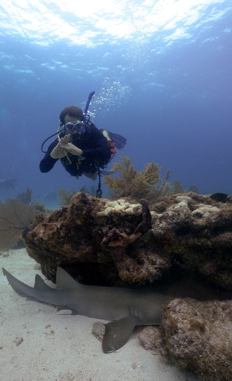 A man scuba diving with a shark. 