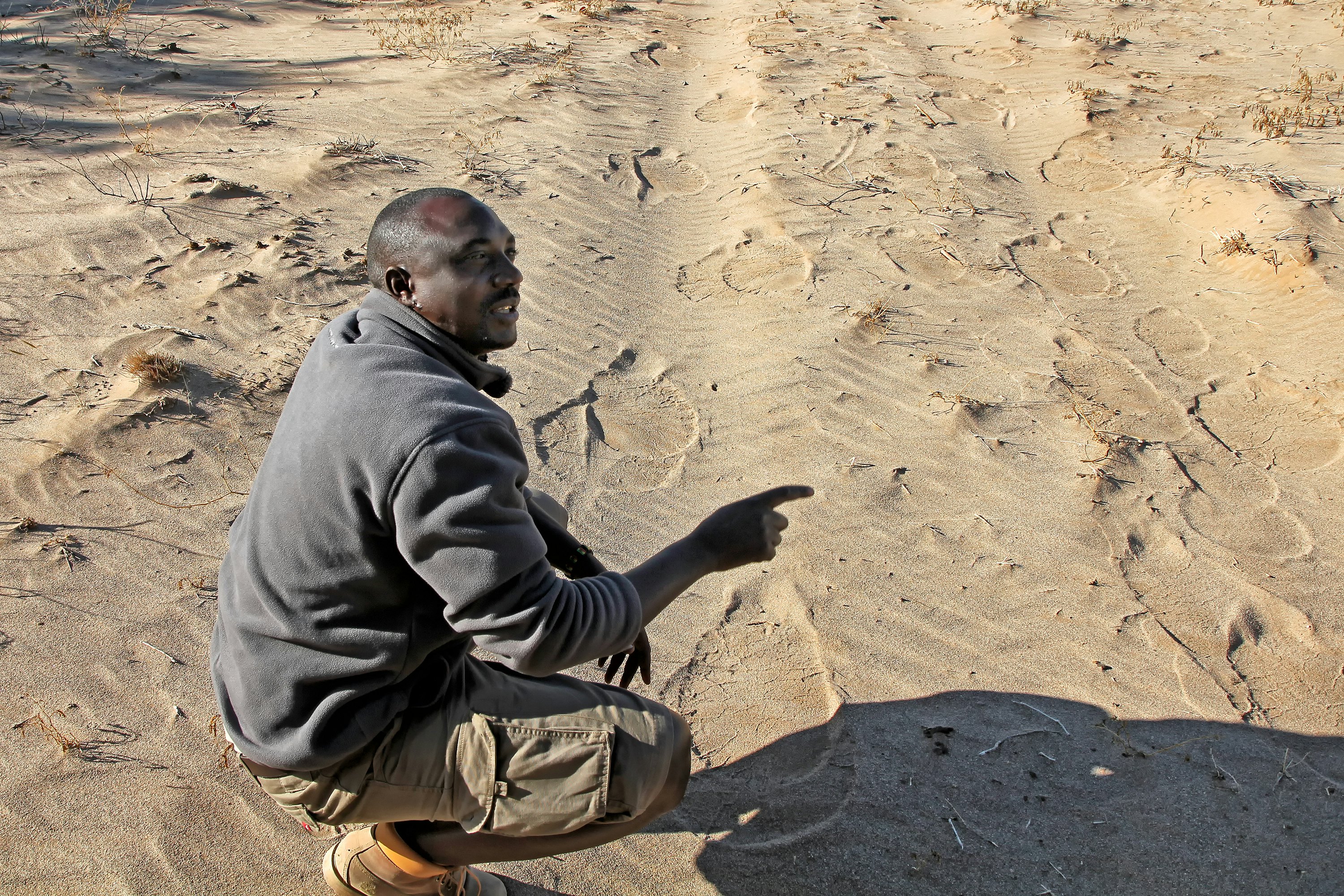 DAMARALAND, NAMIBIA. Damaraland Camp guide and tracker finds elephant tracks in the sand that will lead the tourists to the herd of desert adapted elephants they are looking for.