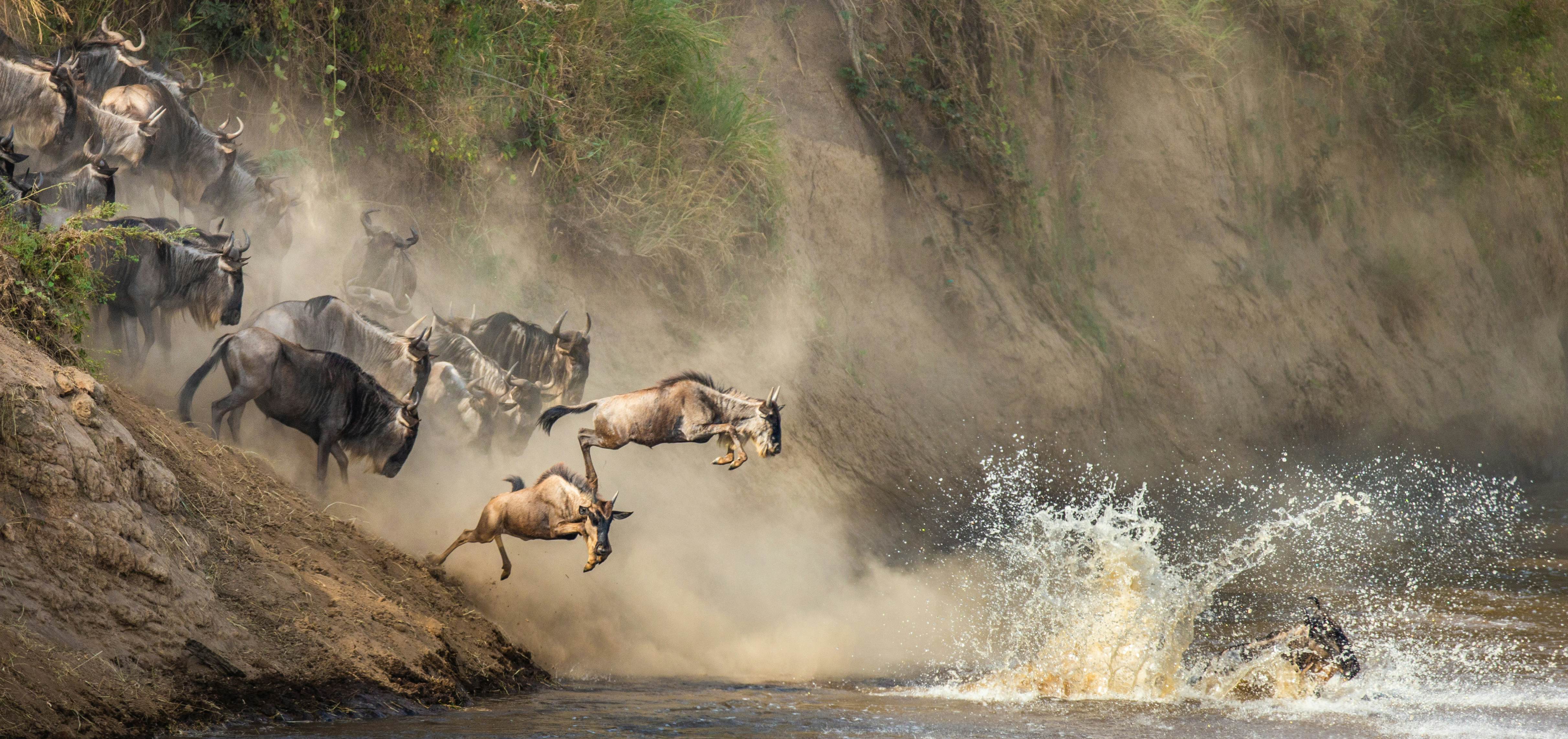 Wildebeests are crossing  Mara river. Great Migration. Kenya. Tanzania. Maasai Mara National Park. An excellent illustration., License Type: media_digital, Download Time: 2025-02-06T19:58:13.000Z, User: craig609286, Editorial: false, purchase_order: 65020 - Marketing or Sales - this includes sponsored articles, job: Elsewhere, client: Elsewhere, other: Craig Zapatka