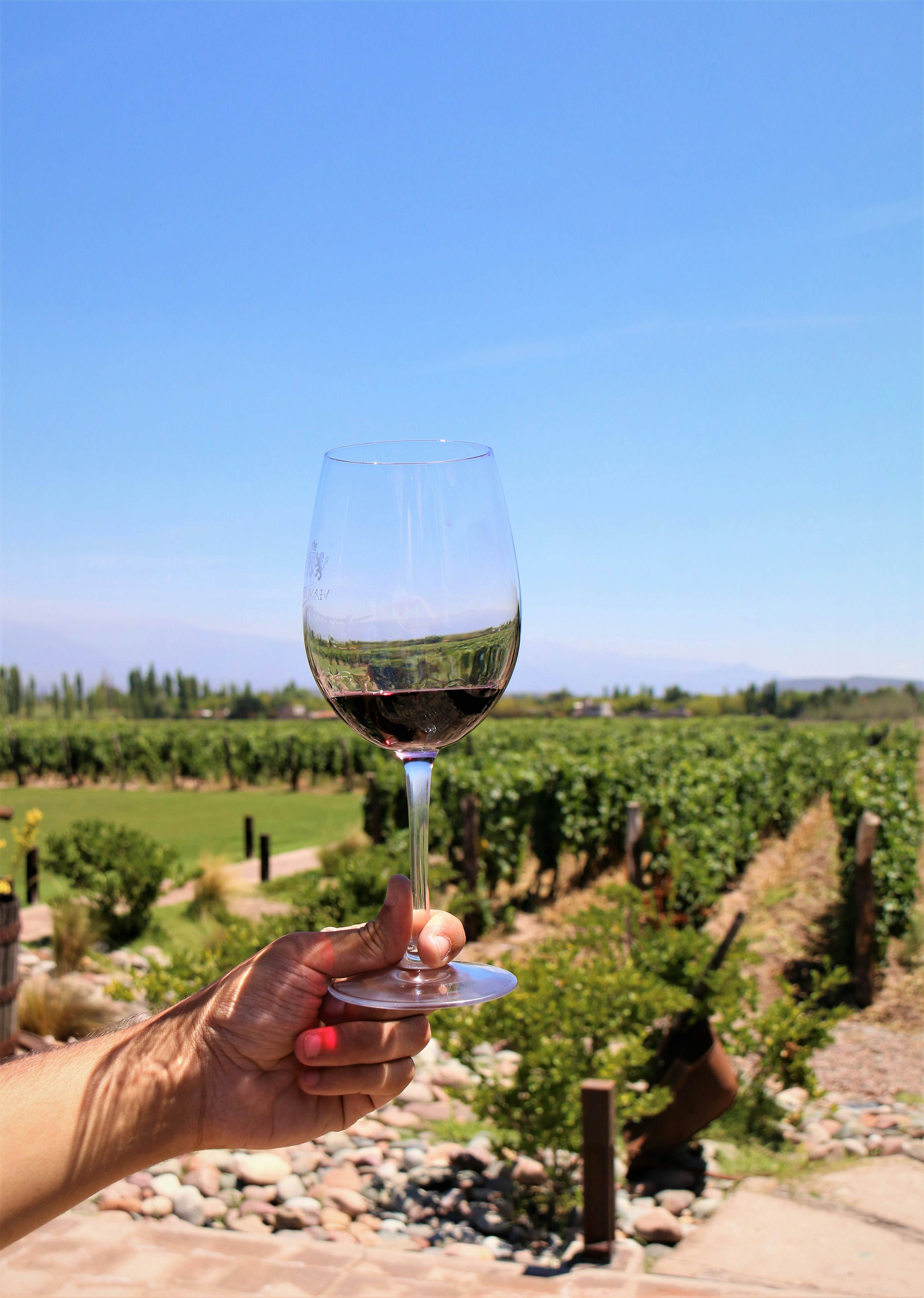 A clear wine glass with red liquid held over green vineyards.