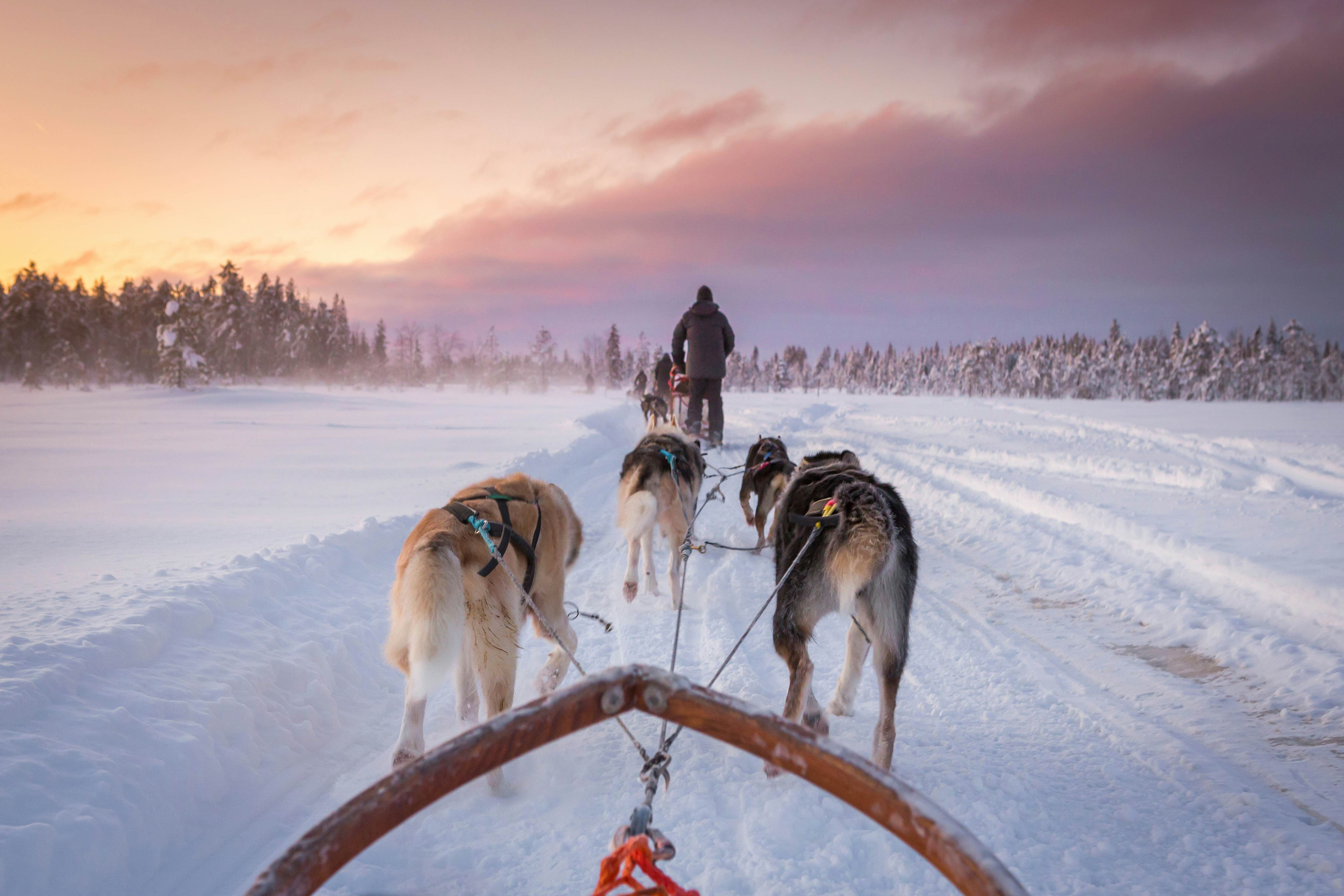 Dogs strapped to a sled run through white snow towards a pink horizon