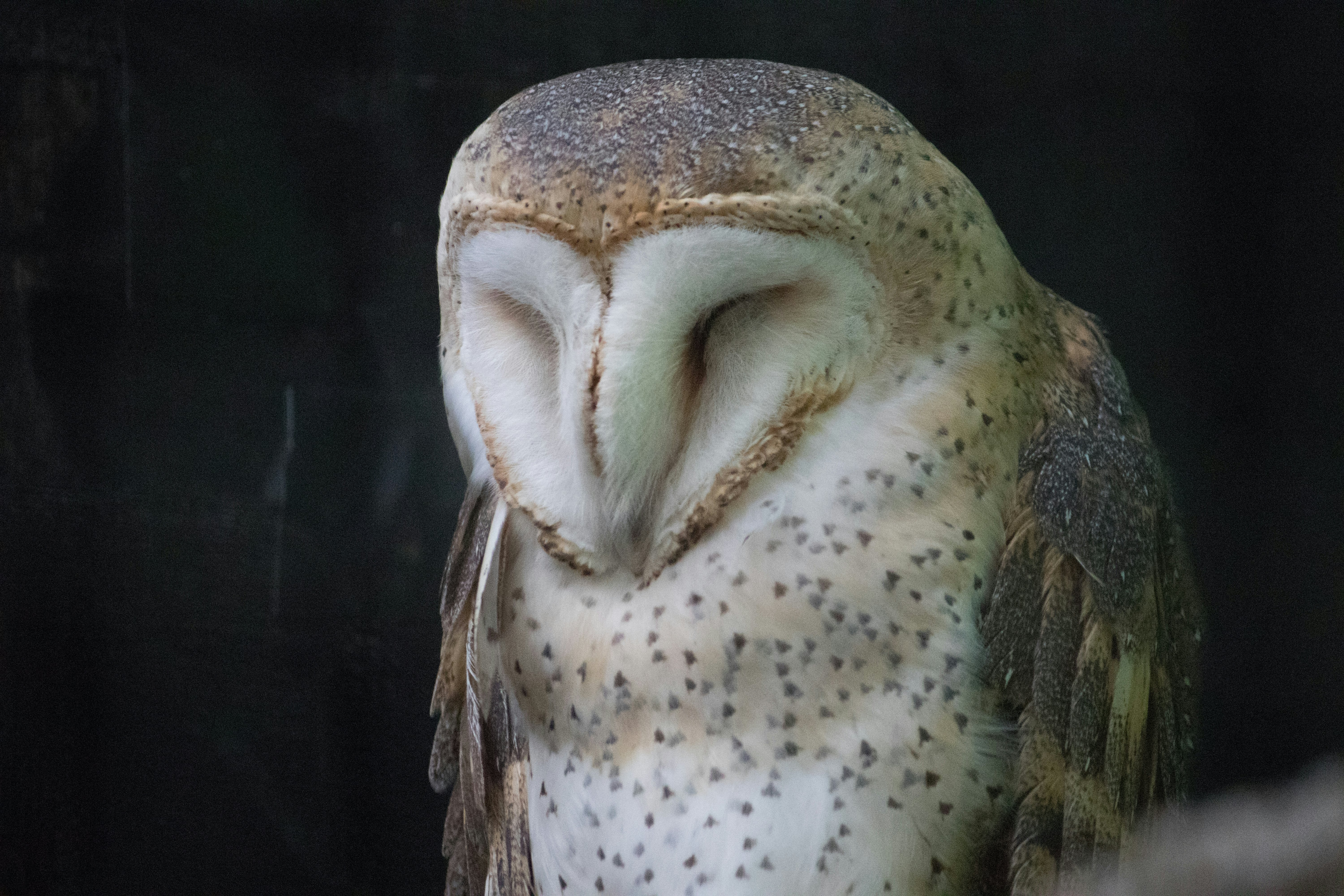 A white-feathered barn owl closes its eyes.