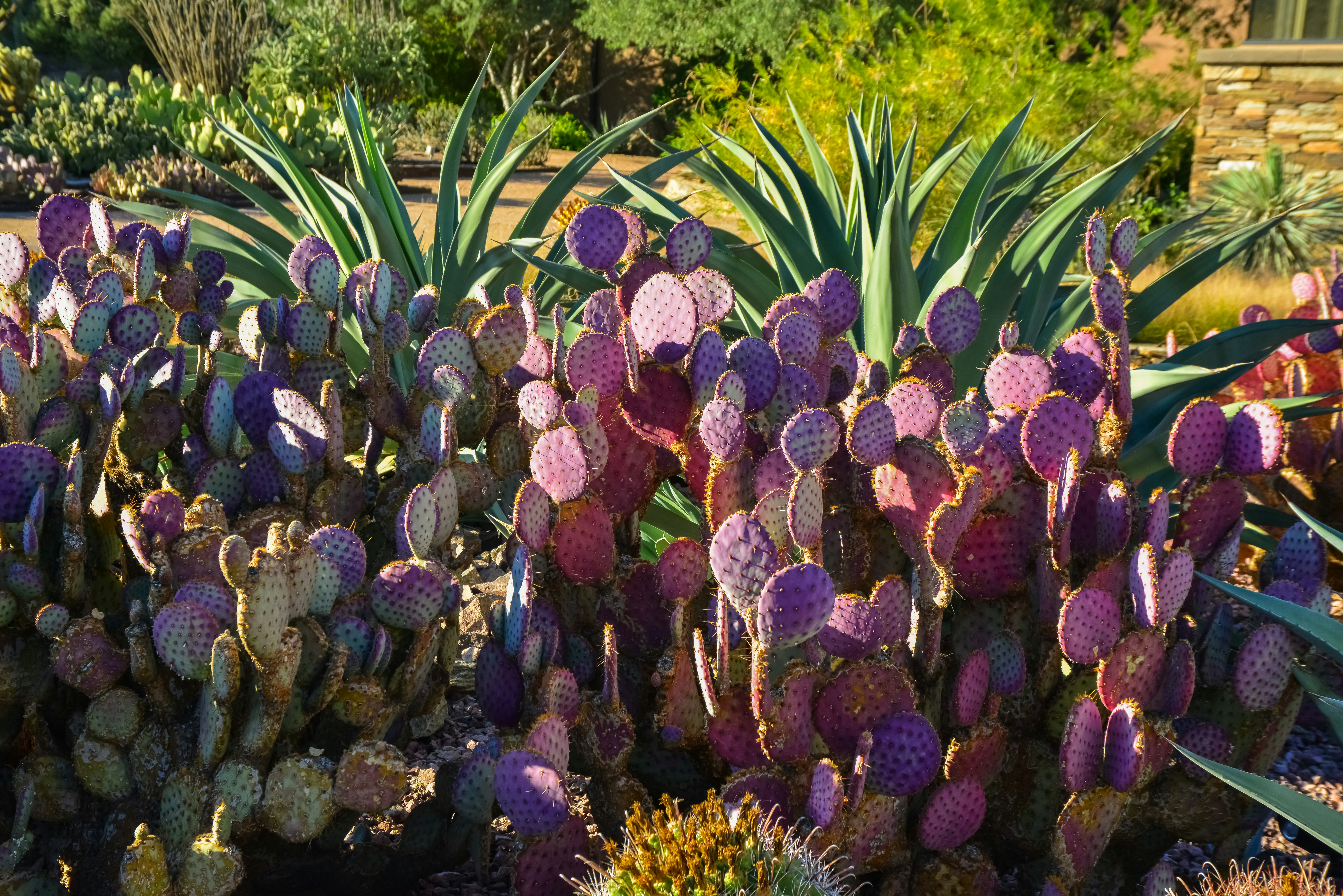 A group of Opuntia cacti in Phoenix's Desert Botanical Garden