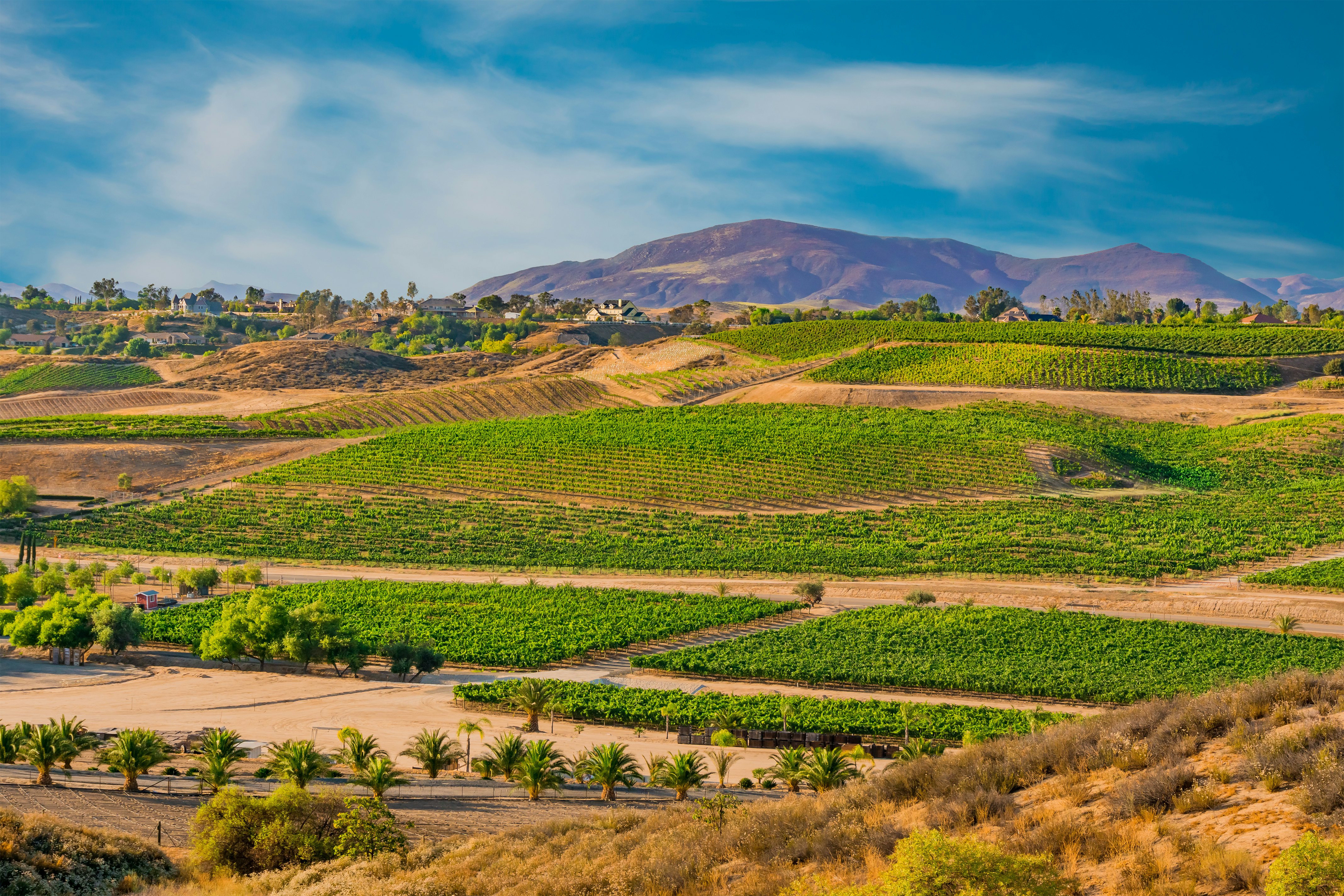 Vineyards in the sunshine