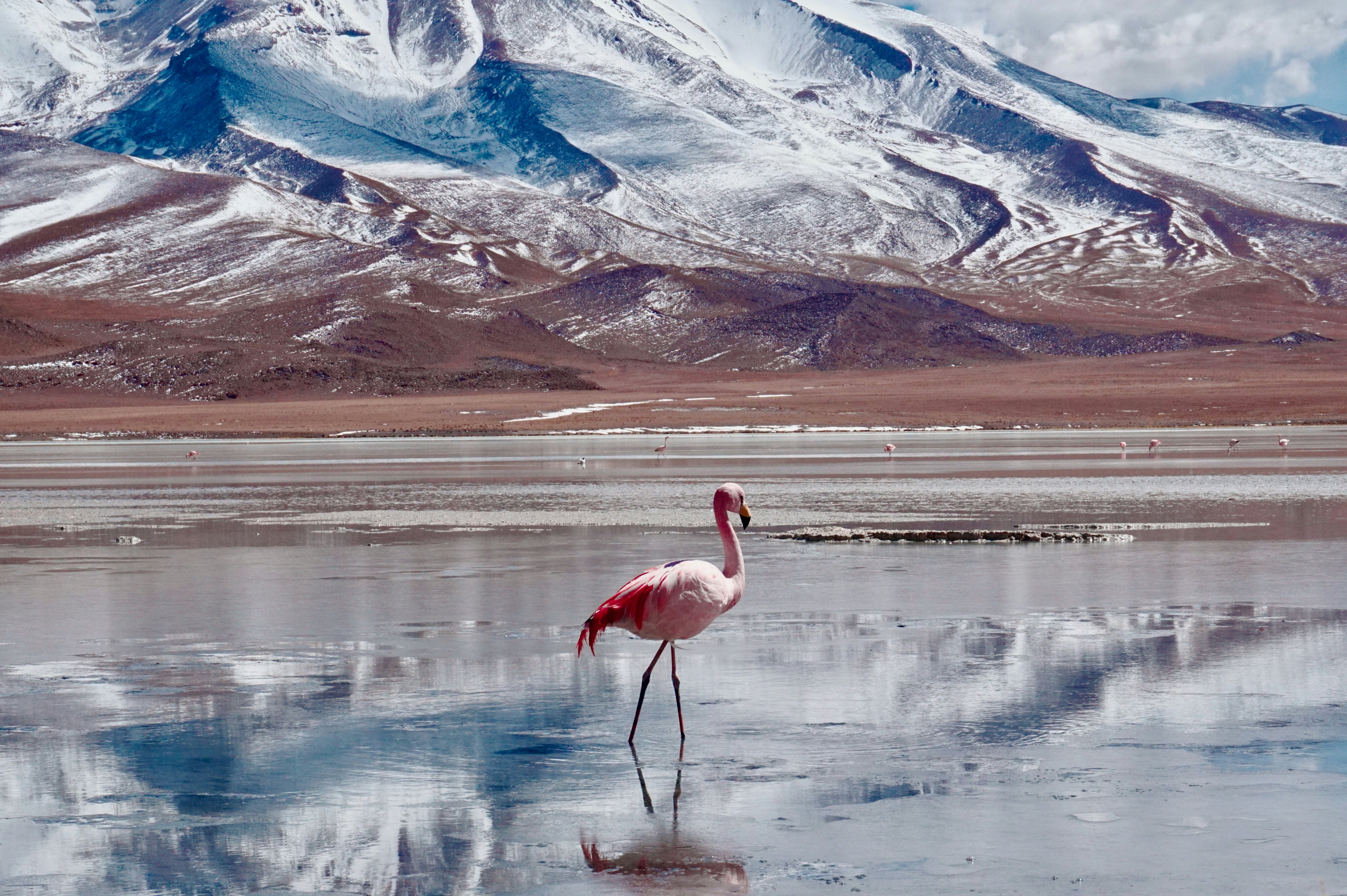 A single pink flamingo on a shallow pool of water in a barren flat plateau at the base of a snow-covered mountain.