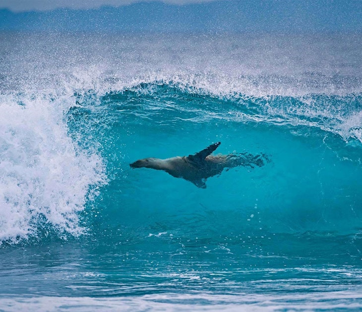 Galapagos sea lion off the shore of Fernandina Island, Galápagos Islands, Ecuador, License Type: media, Download Time: 2025-11-11T17:53:10.000Z, User: katelyn.perry_lonelyplanet, Editorial: false, purchase_order: 65050 - Digital Destinations and Articles, job: wip, client: wip, other: Katelyn Perry