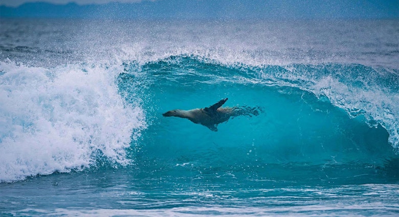 Galapagos sea lion off the shore of Fernandina Island, Galápagos Islands, Ecuador, License Type: media, Download Time: 2025-11-11T17:53:10.000Z, User: katelyn.perry_lonelyplanet, Editorial: false, purchase_order: 65050 - Digital Destinations and Articles, job: wip, client: wip, other: Katelyn Perry