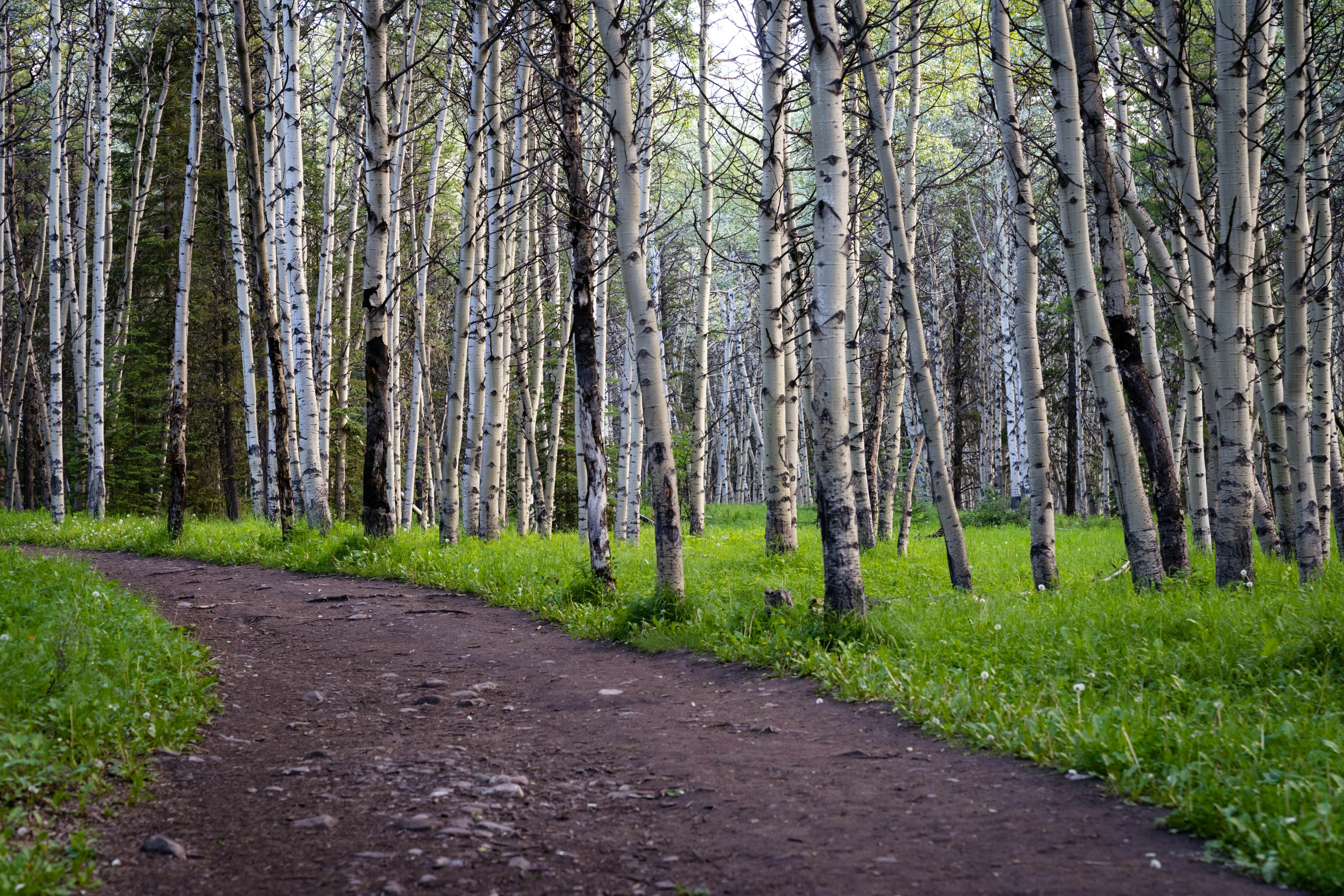 A dirt path through a stand of birches with white bark.