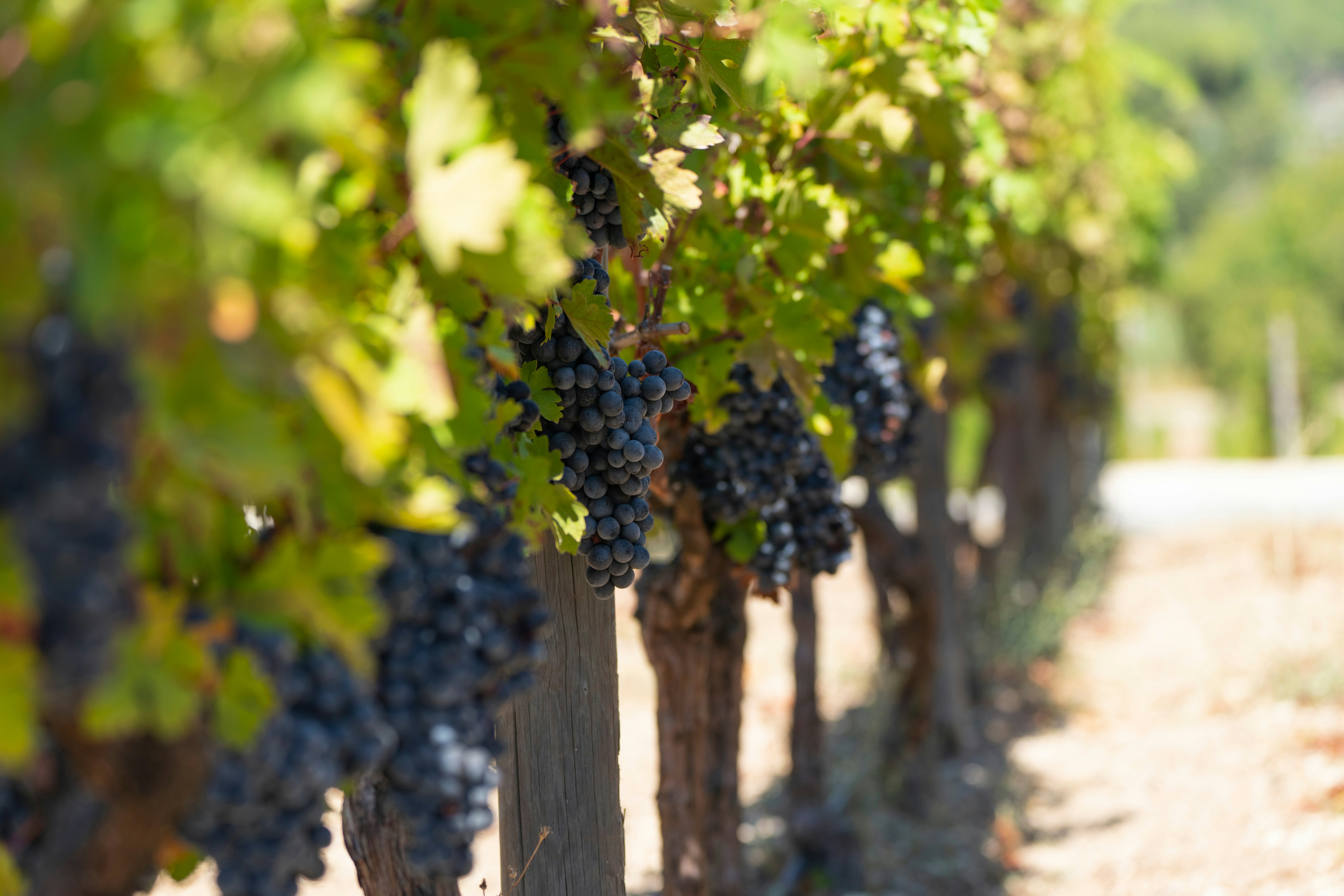 A vineyard with dark grapes hanging on a vine in the sunshine.