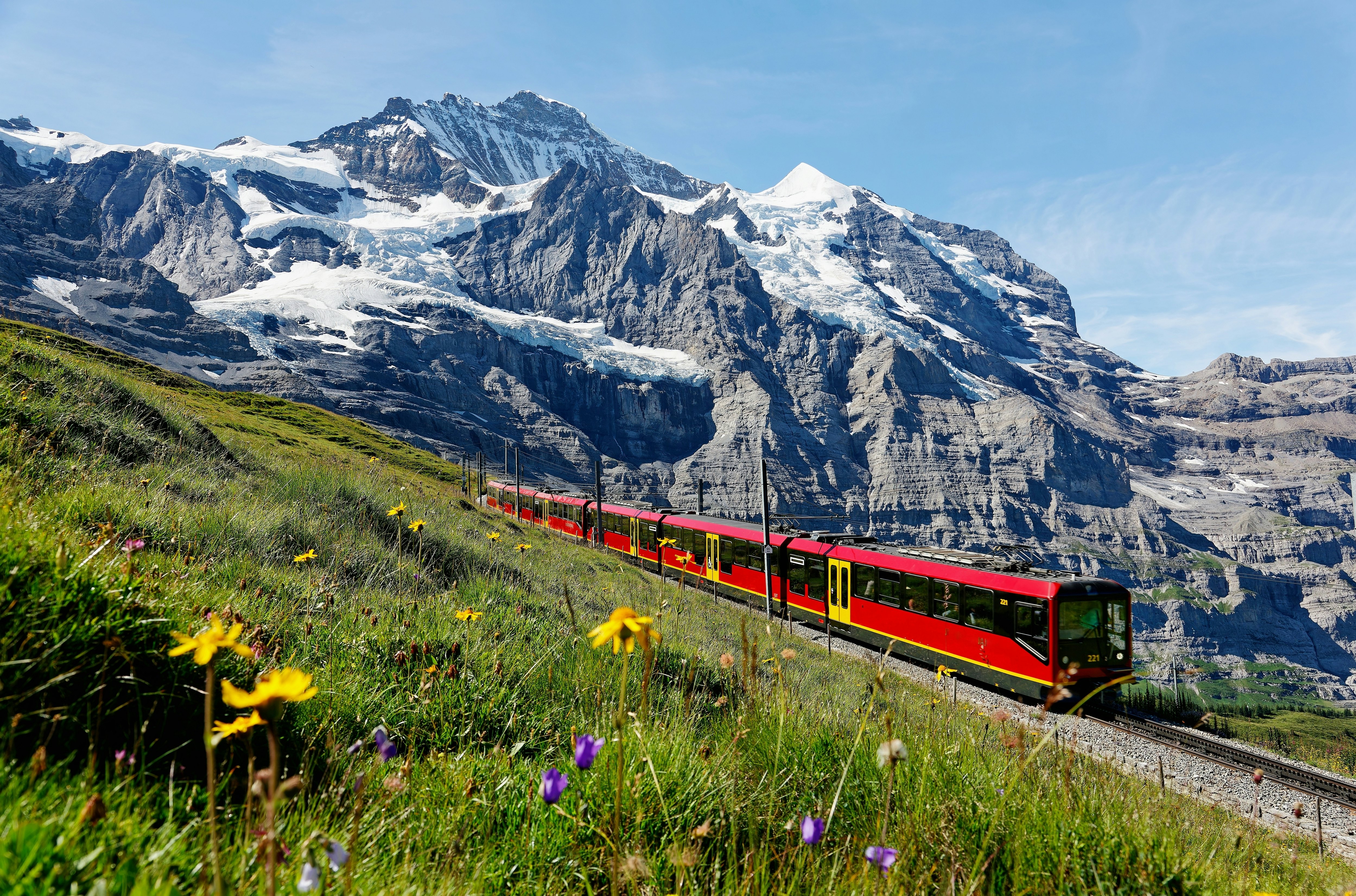 A train traveling on Jungfrau Railway from Jungfraujoch to Kleine Scheidegg, with wild flowers blooming on a green grassy hillside