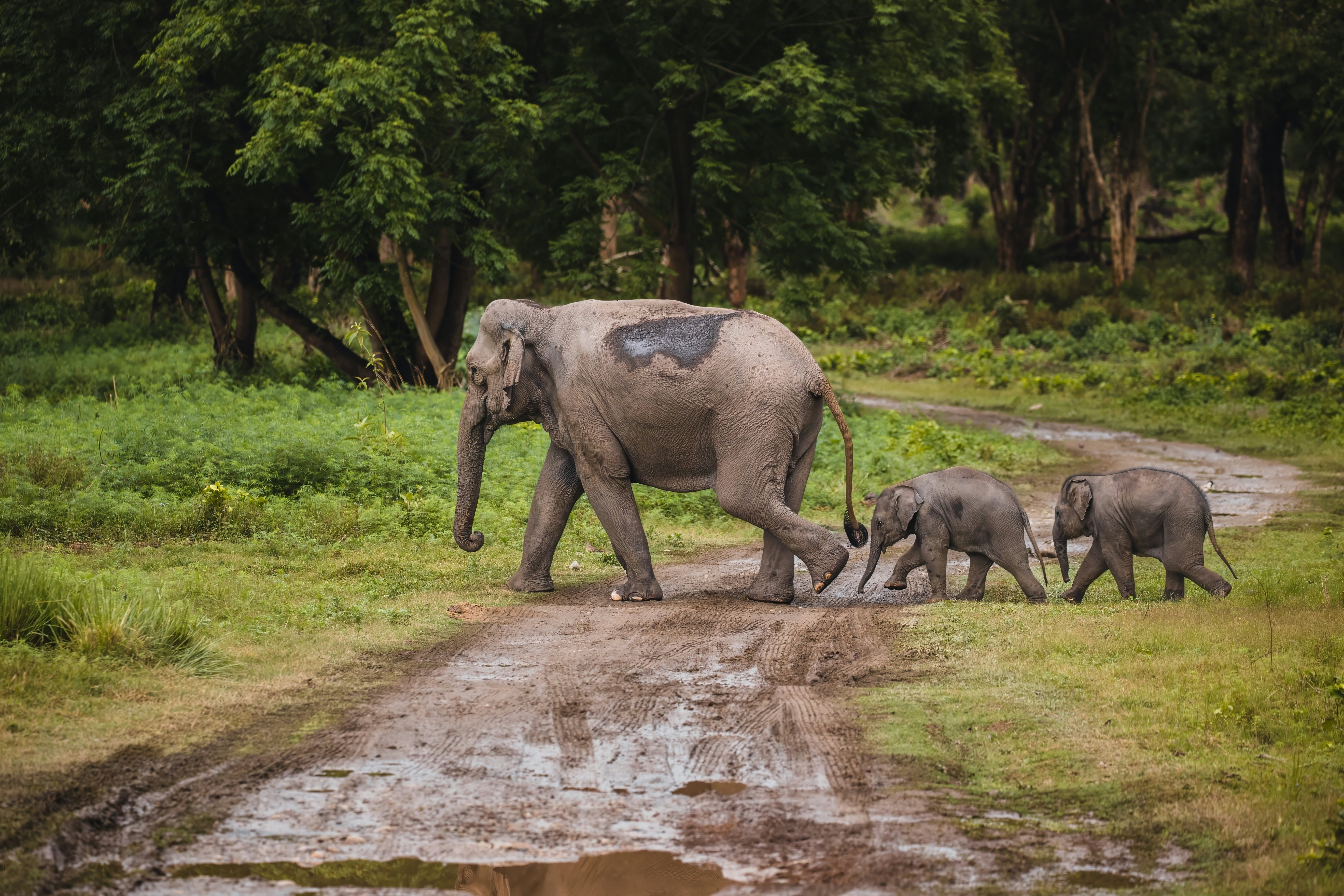 A large elephant followed by two babies wander through a clearing in woodland.