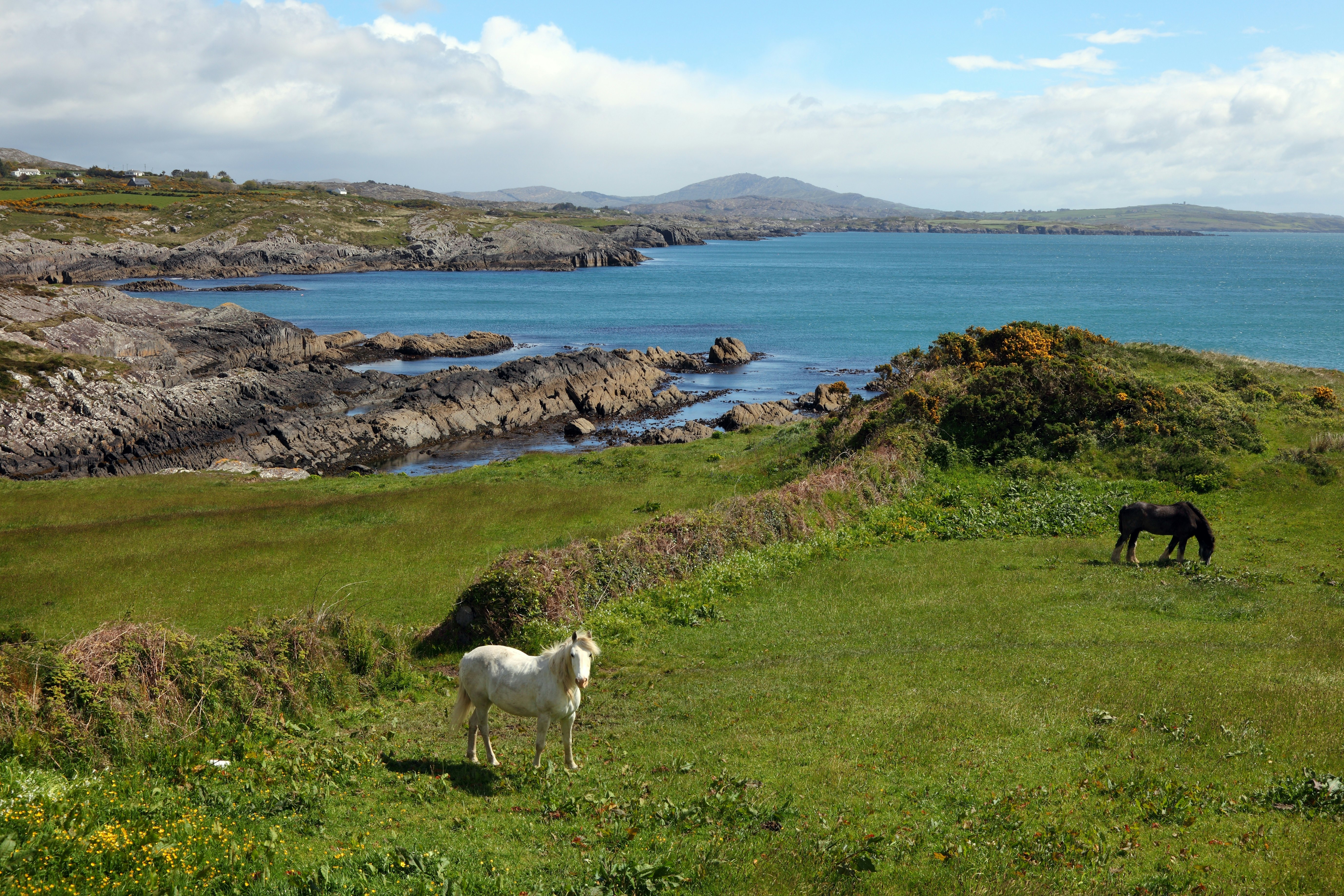 A white horse and a brown horse standing on the grass at Dunmanus Bay in Cork, Ireland