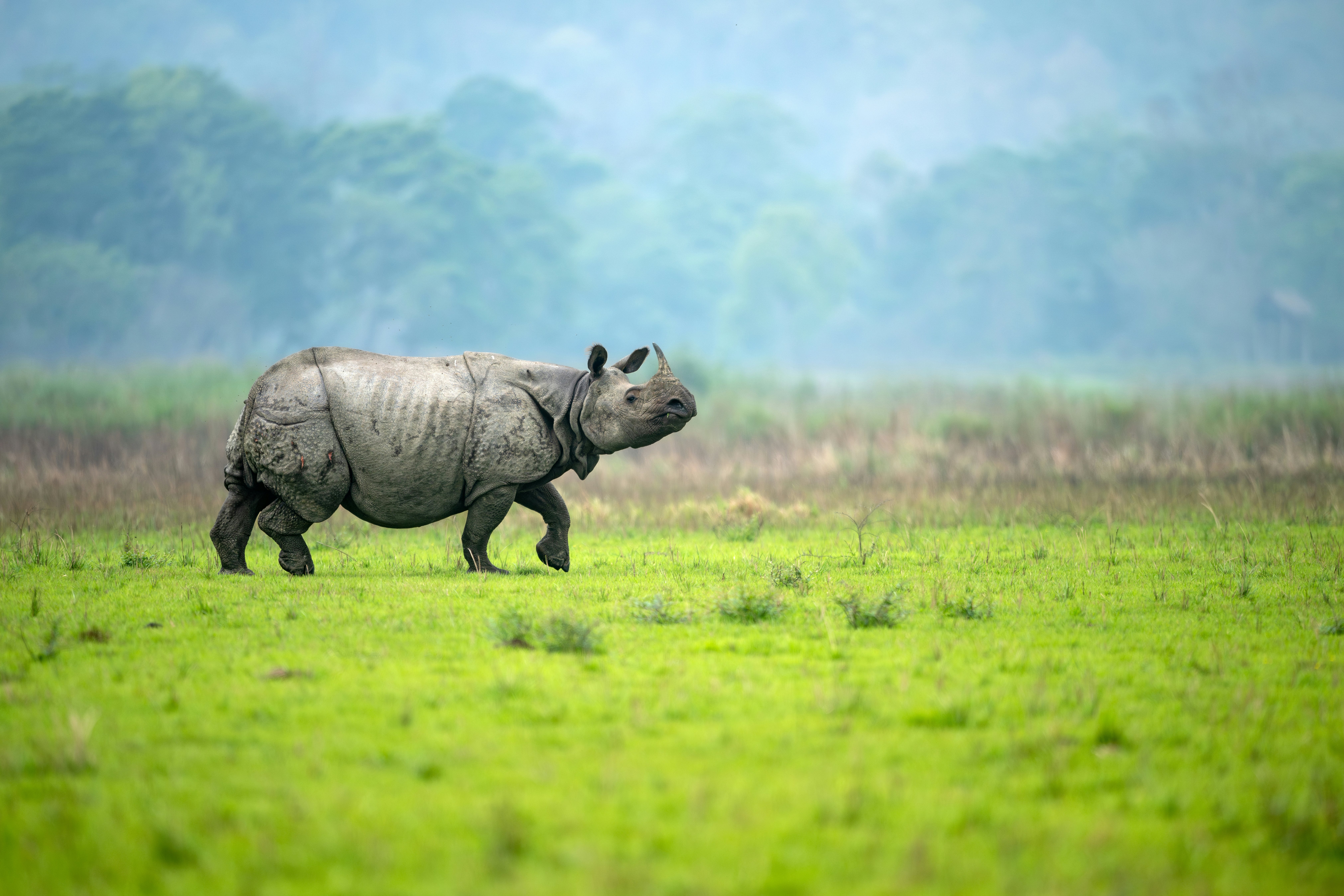 A male greater one-horned rhino walks in an alert manner in a meadow at Kaziranga National Park
