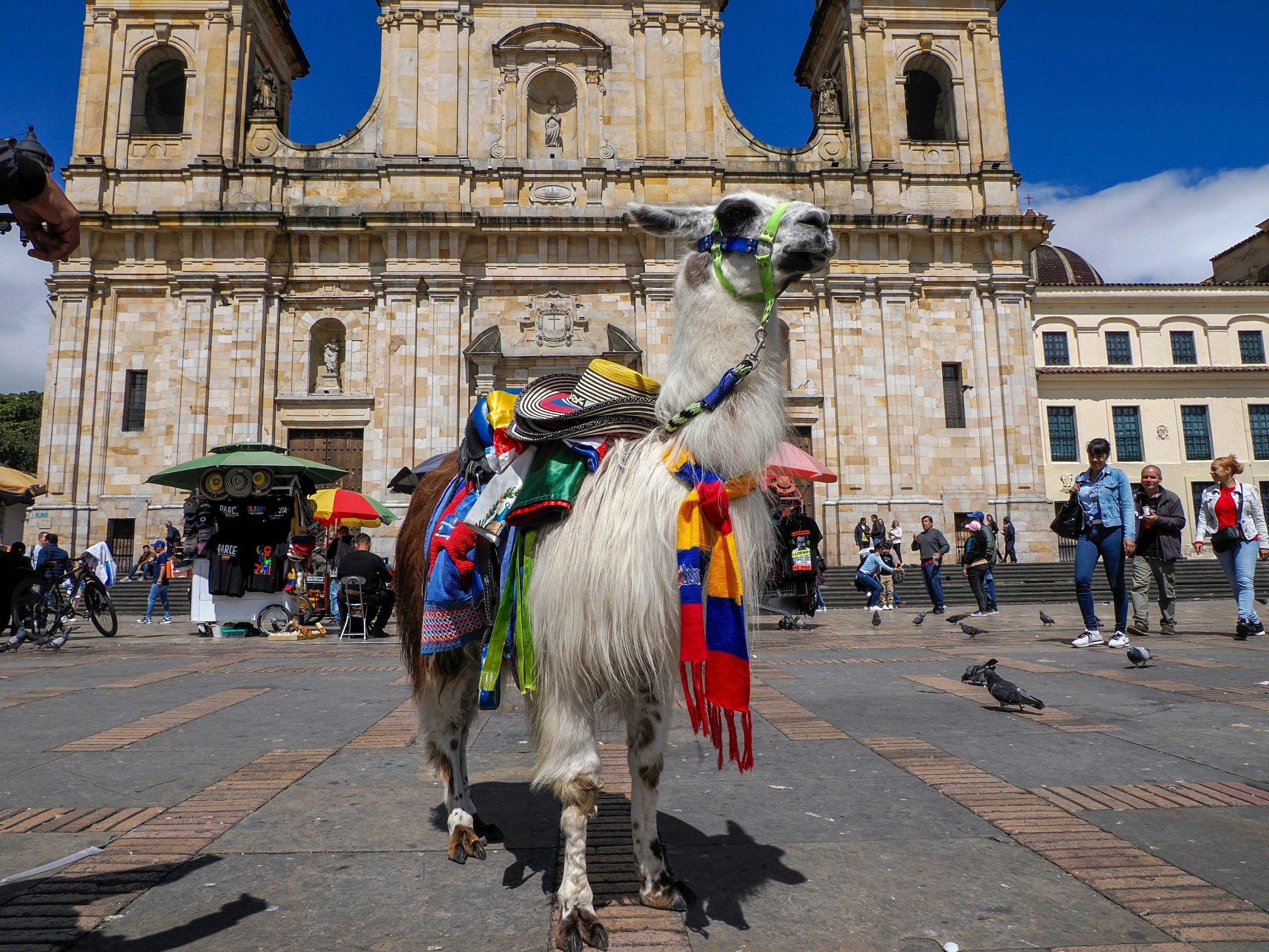 An alpaca carries hats, scarves and other souvenirs for sale in a public plaza in a city in front of a church.