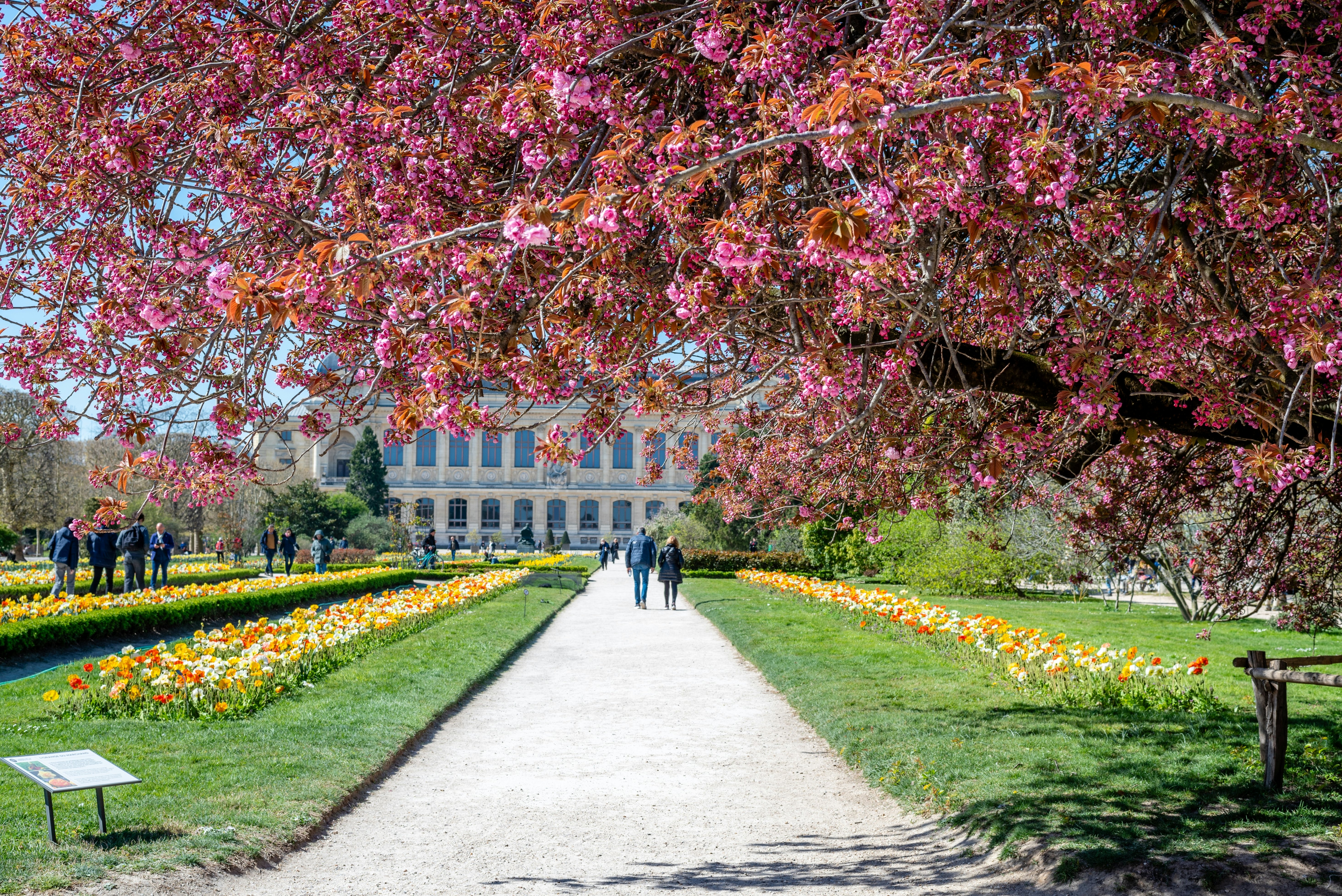 Two people walk down a pathway in a garden in full bloom. The canopy of a dark-pink cherry blossom hangs over the path.