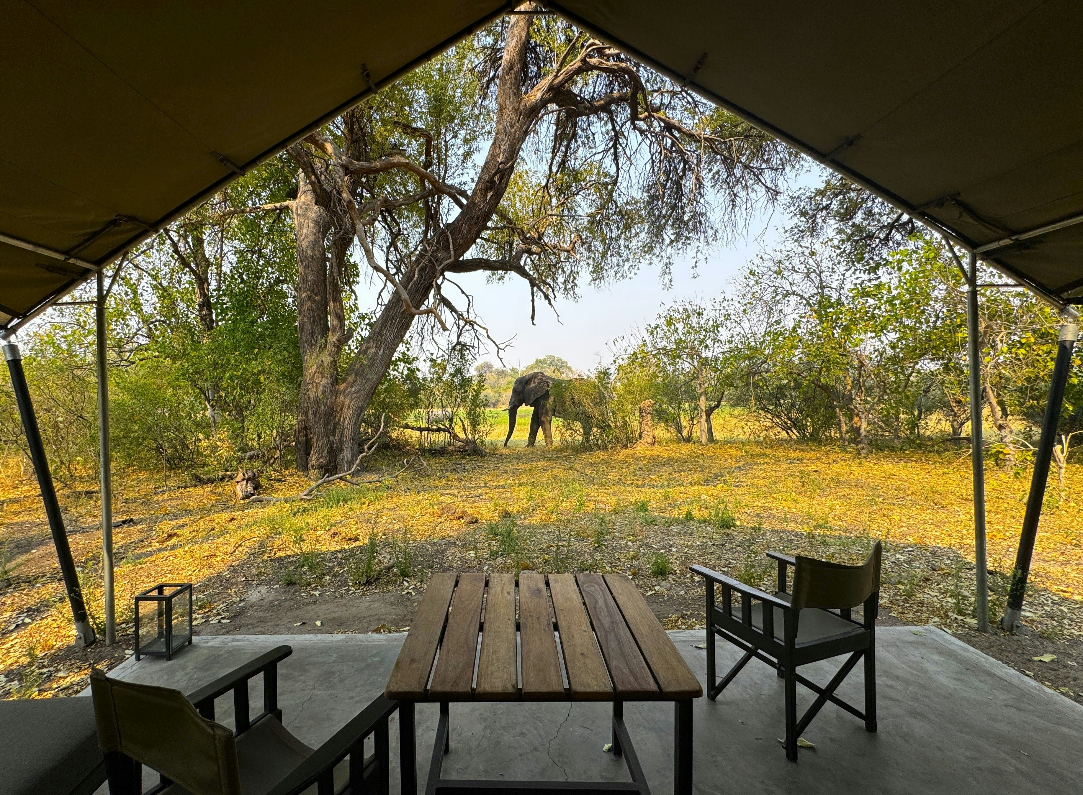 The view of an African Elephant from a Safari tent in the Okavango Delta of Botswana.