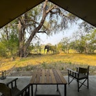 View of an African Elephant from a Safari tent in the Okavango Delta of Botswana. , License Type: media, Download Time: 2025-10-06T15:23:35.000Z, User: katelyn.perry_lonelyplanet, Editorial: false, purchase_order: 65050 - Digital Destinations and Articles, job: wip, client: wip, other: Katelyn Perry
