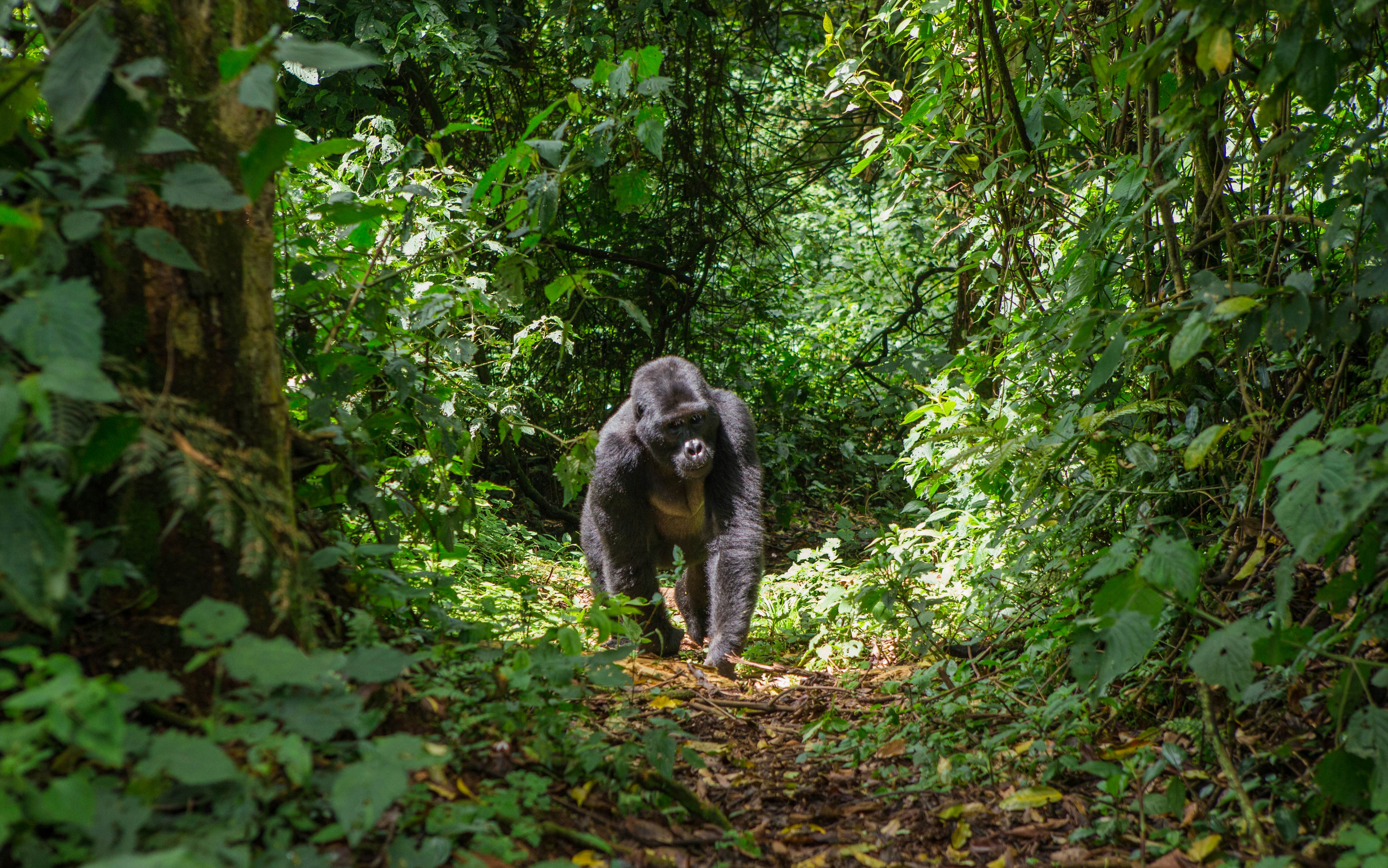 Mountain gorillas in the rainforest. Uganda. Bwindi Impenetrable Forest National Park. An excellent illustration., License Type: media, Download Time: 2025-04-24T20:48:55.000Z, User: craig609286, Editorial: false, purchase_order: 65020 - Marketing or Sales - this includes sponsored articles, job: Elsewhere, client: Elsewhere Travel, other: Zapatka