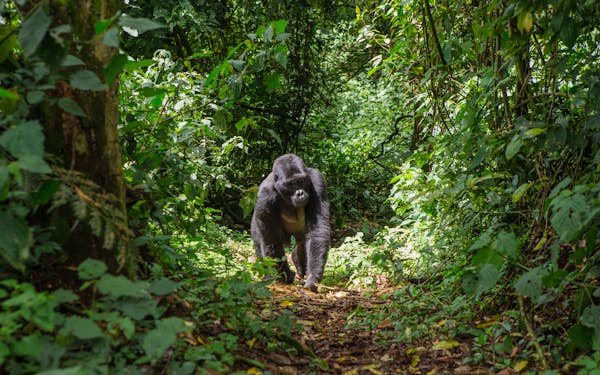 Guide to gorilla treks in Uganda