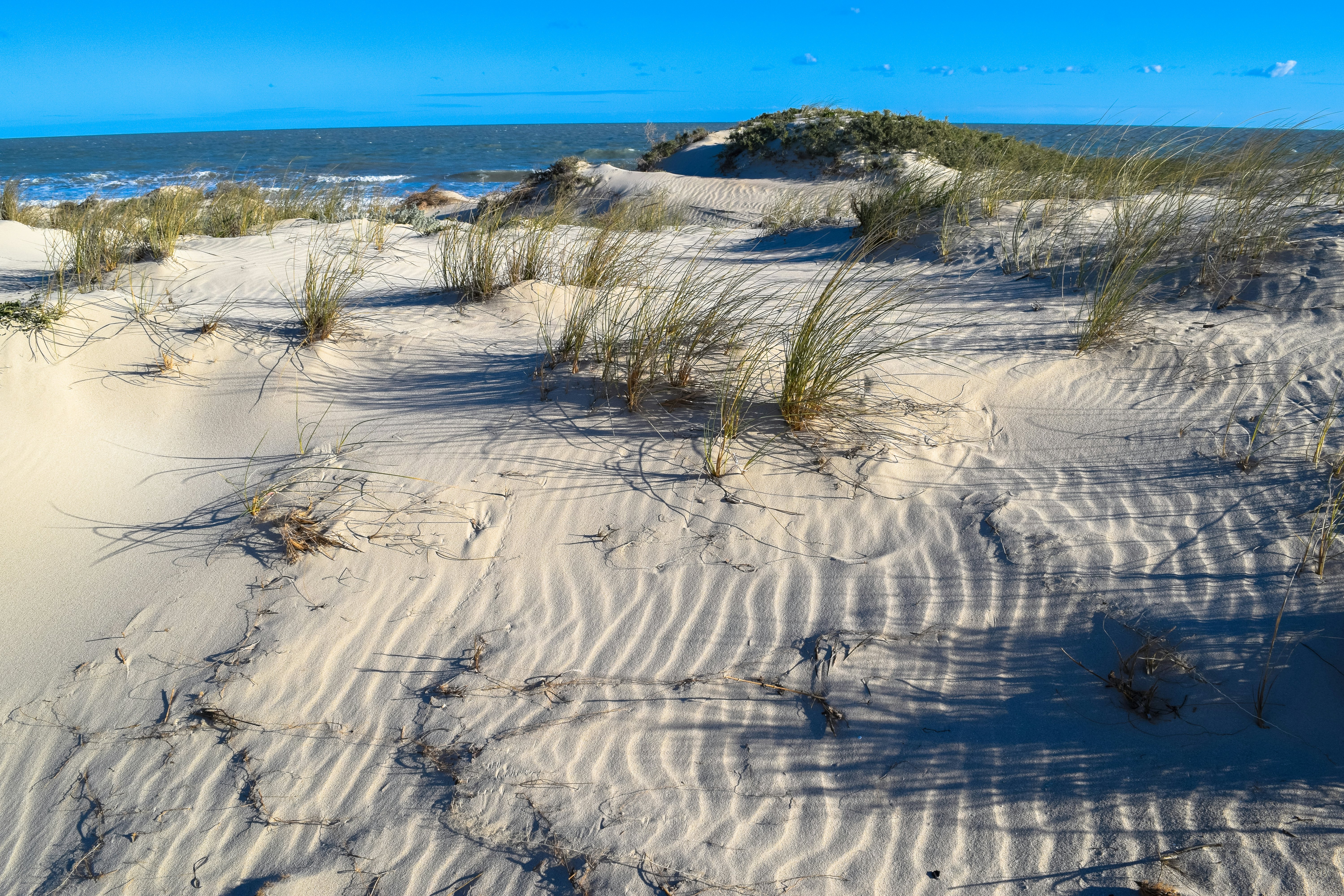 The wind forms patterns on sand dunes by the sea, with grasses growing in tufts.