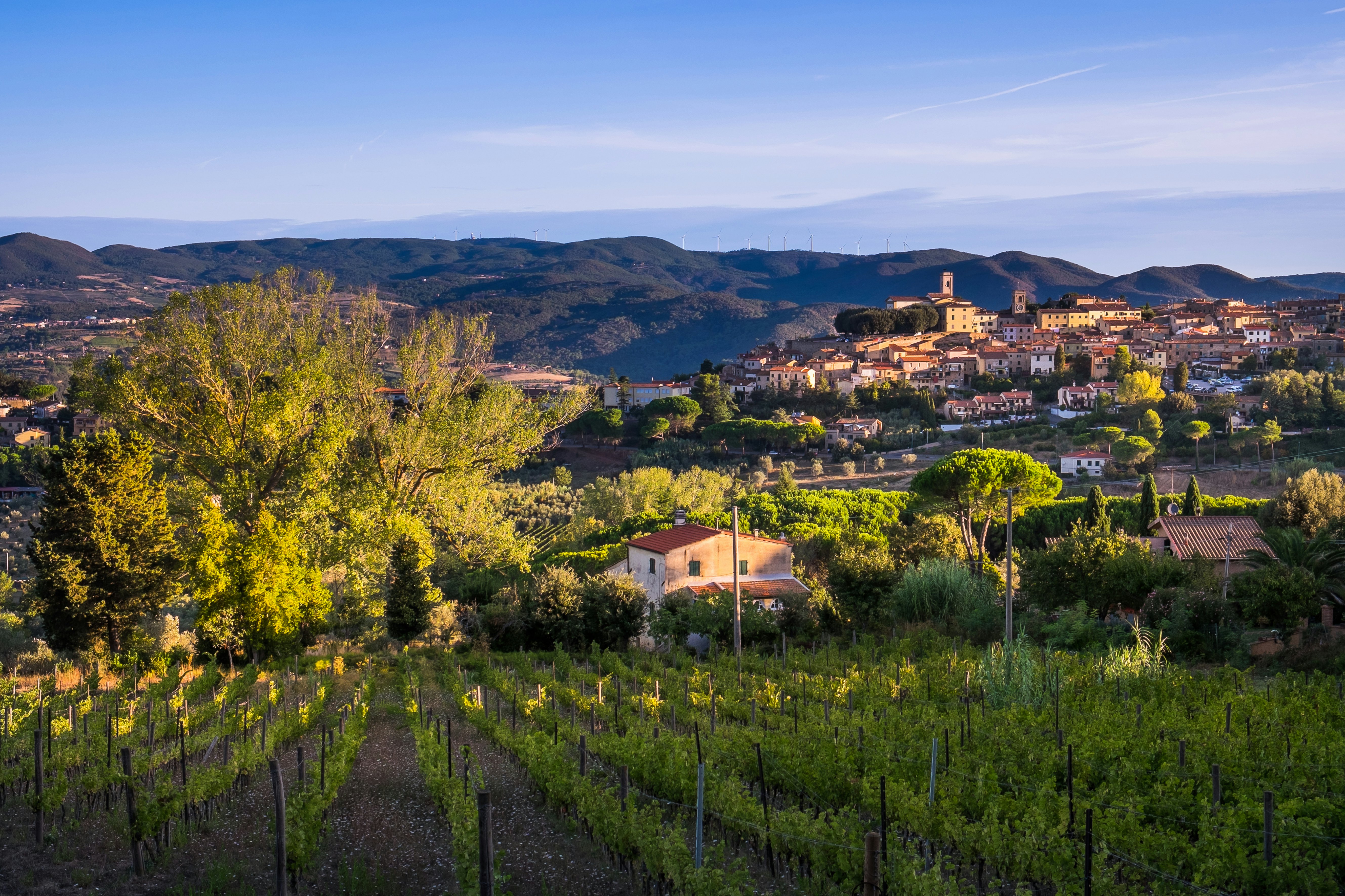 Rows of vineyards with sun shining along them and buildings in the distance