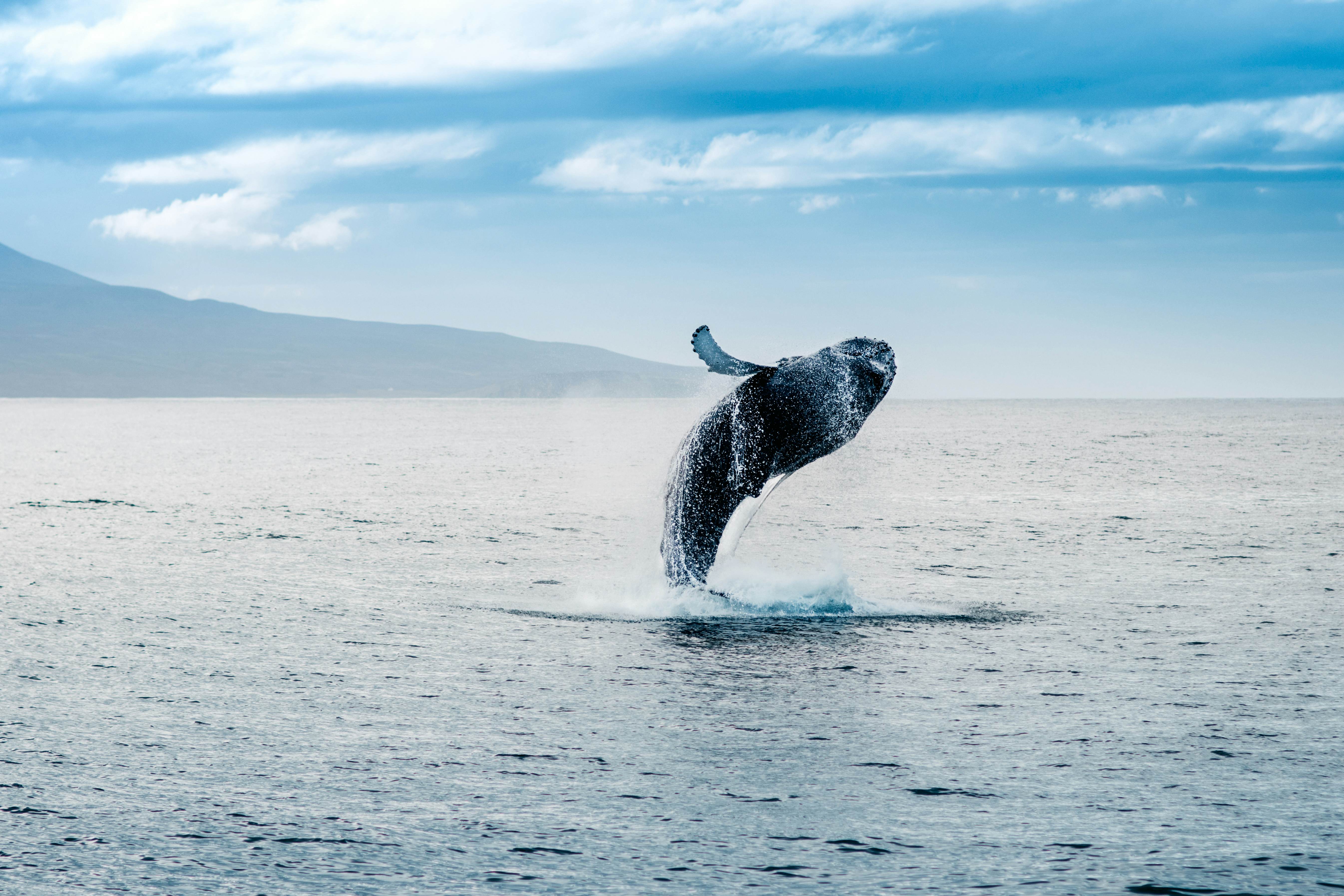 A whale jumping out of the water in Iceland