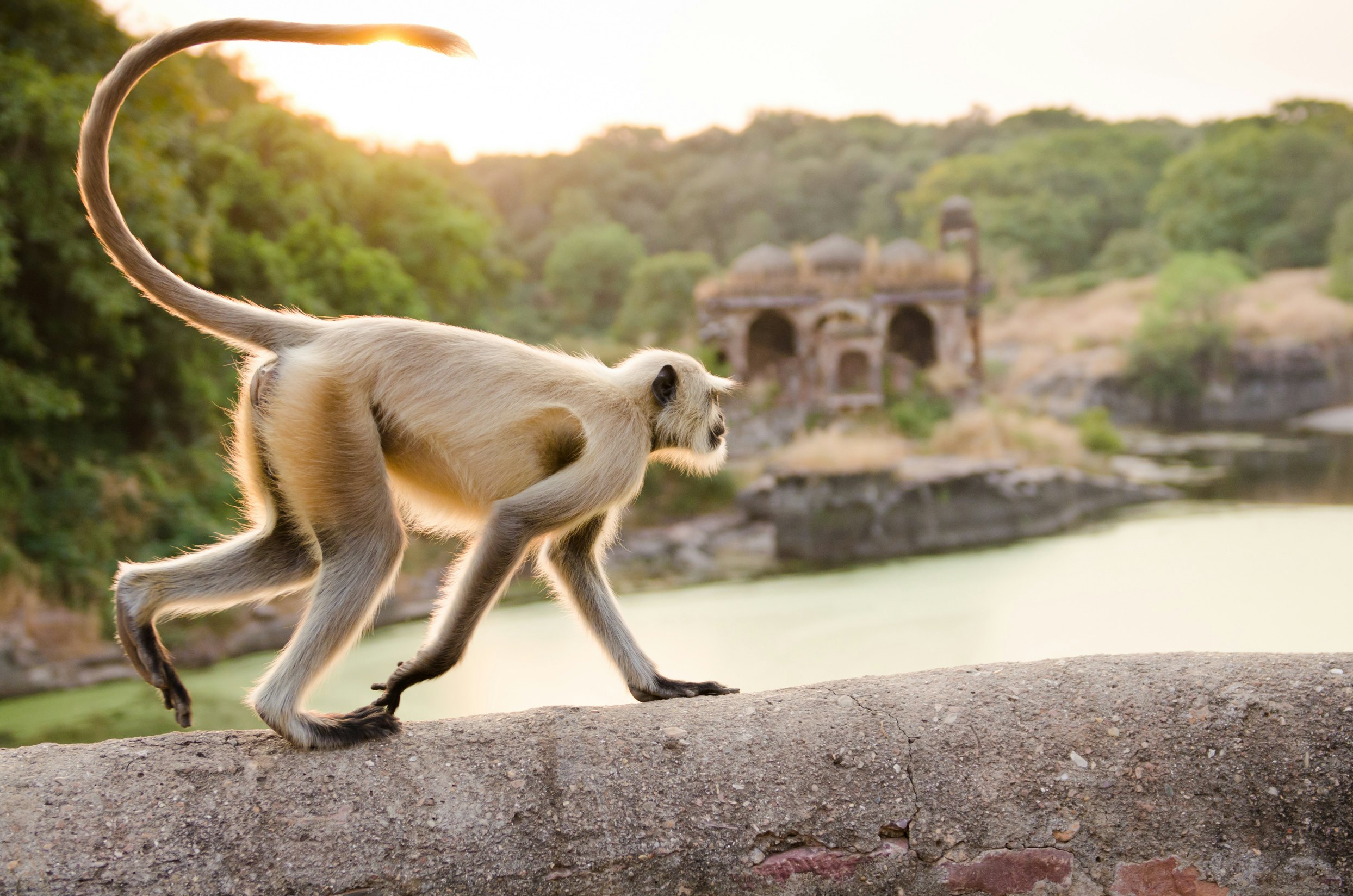 A pale gray monkey wanders along a wall in front of the ruins of a riverside fortress surrounded by jungle.
